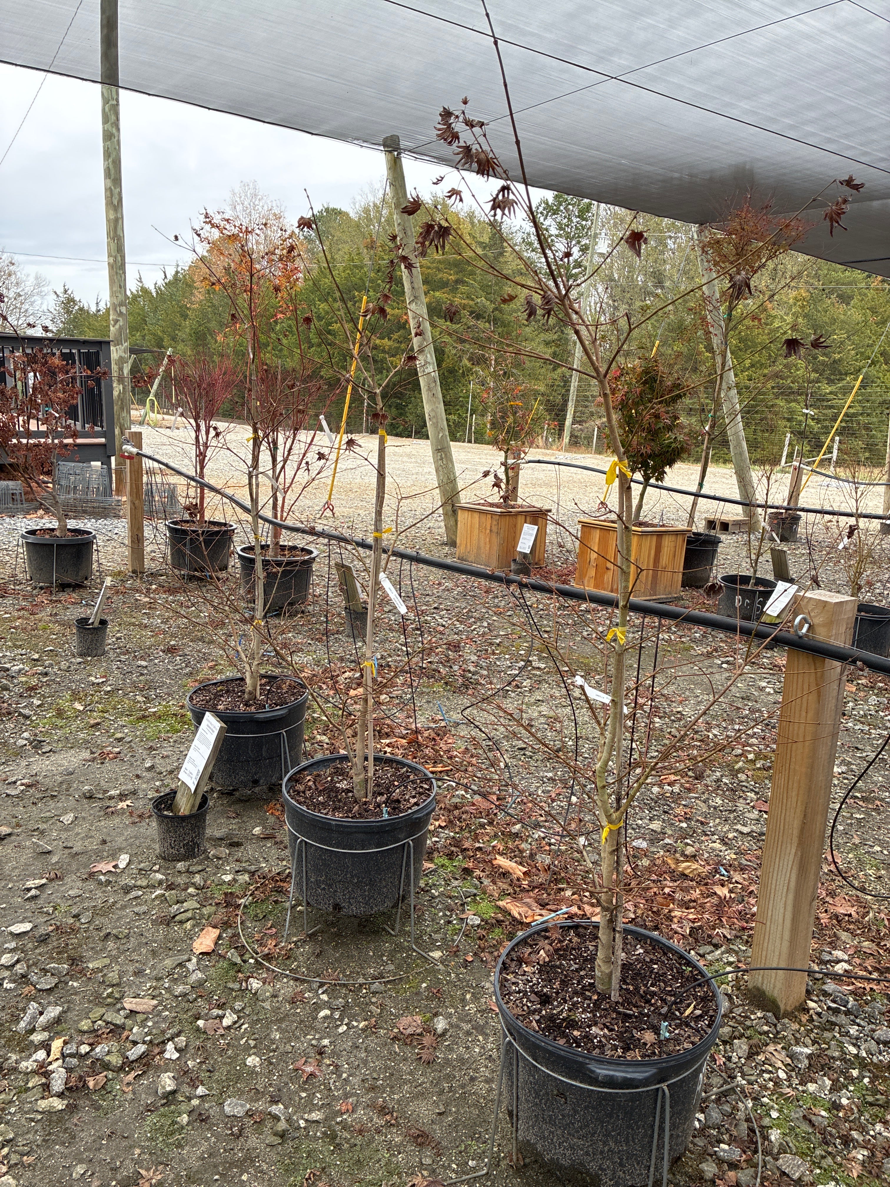 Autumn Moon Japanese Maple
