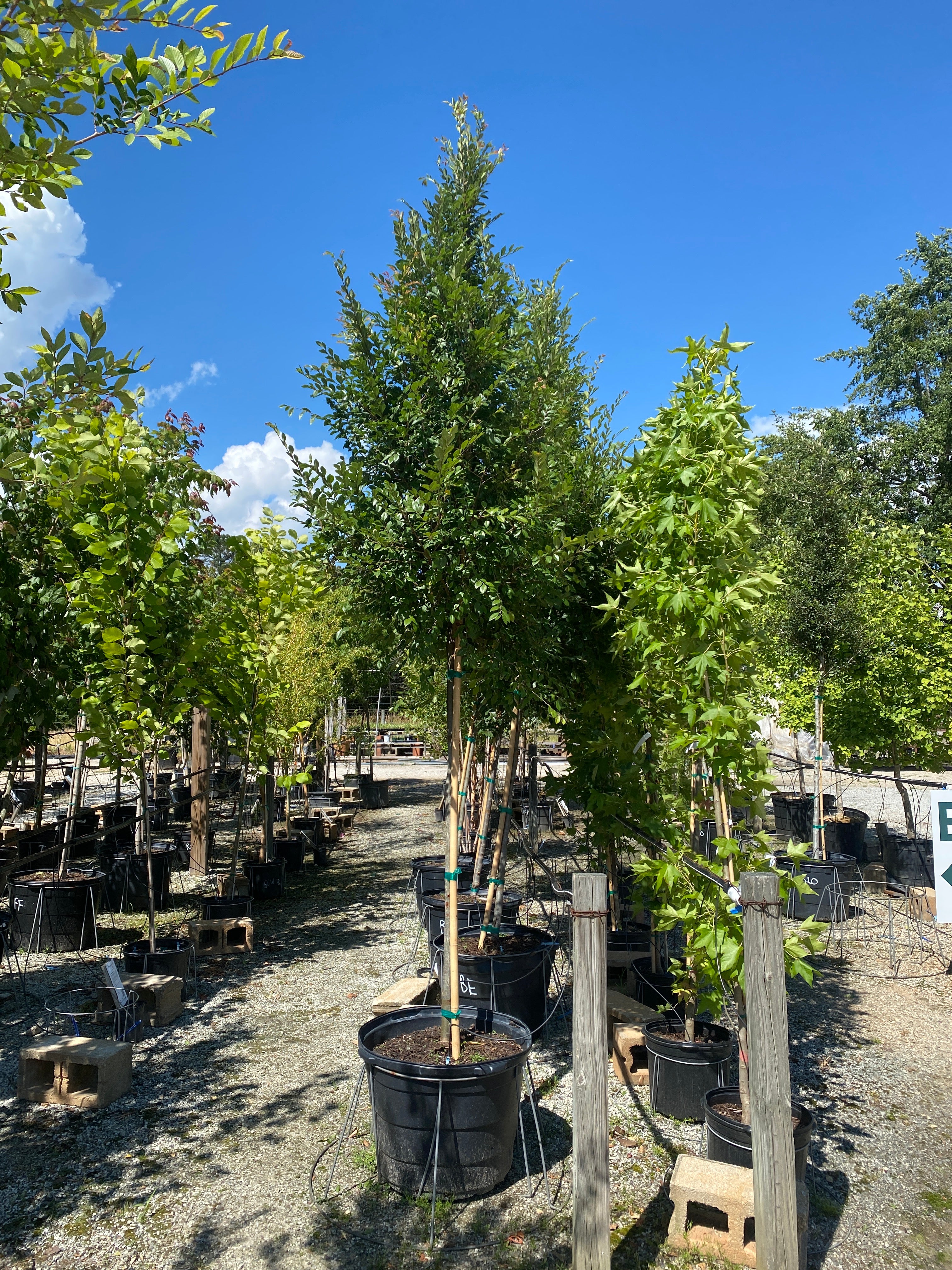 Bosque Elm