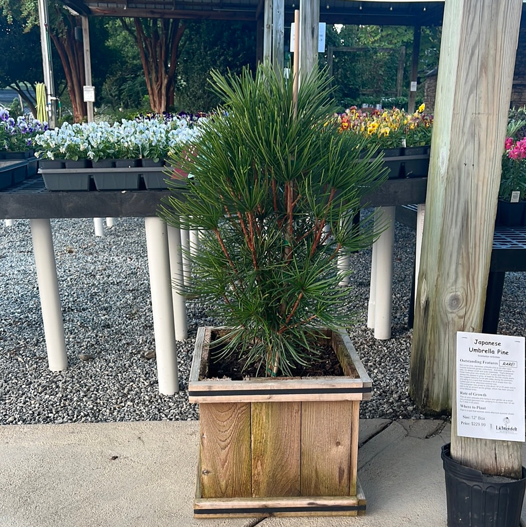 Japanese Umbrella Pine 12" Box
