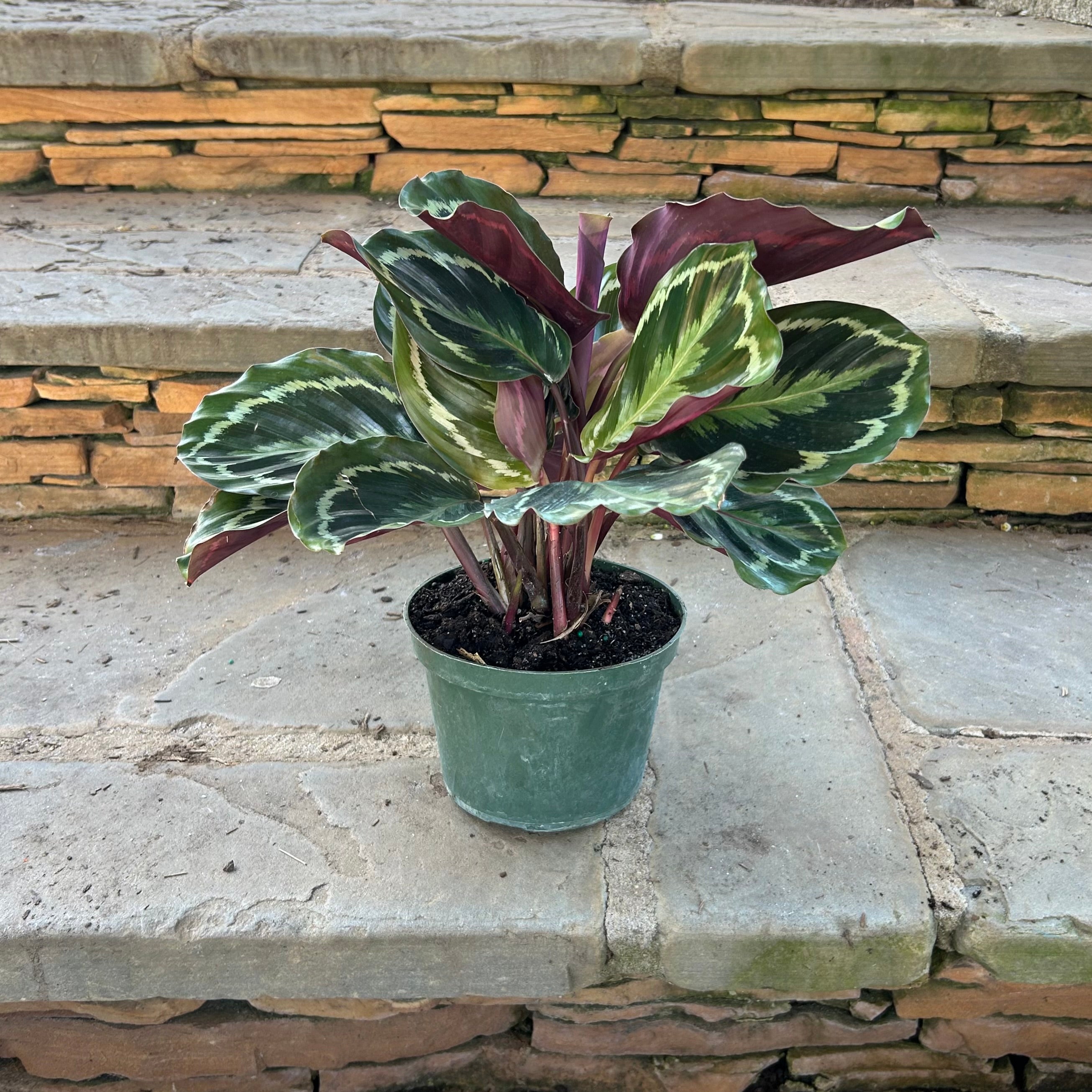 Calathea Medallion