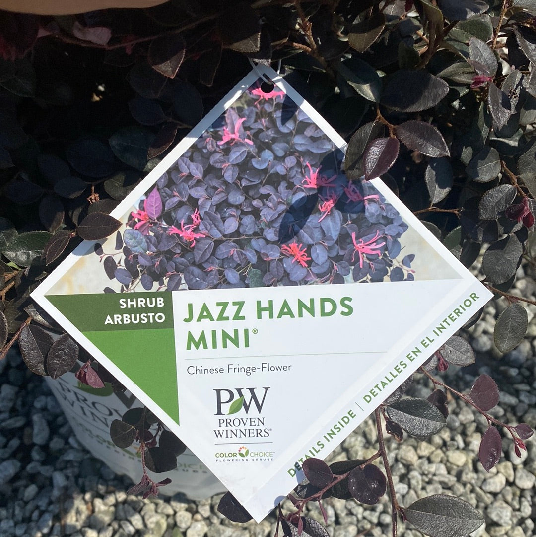 Jazz Hands Mini Loropetalum 3 Gal