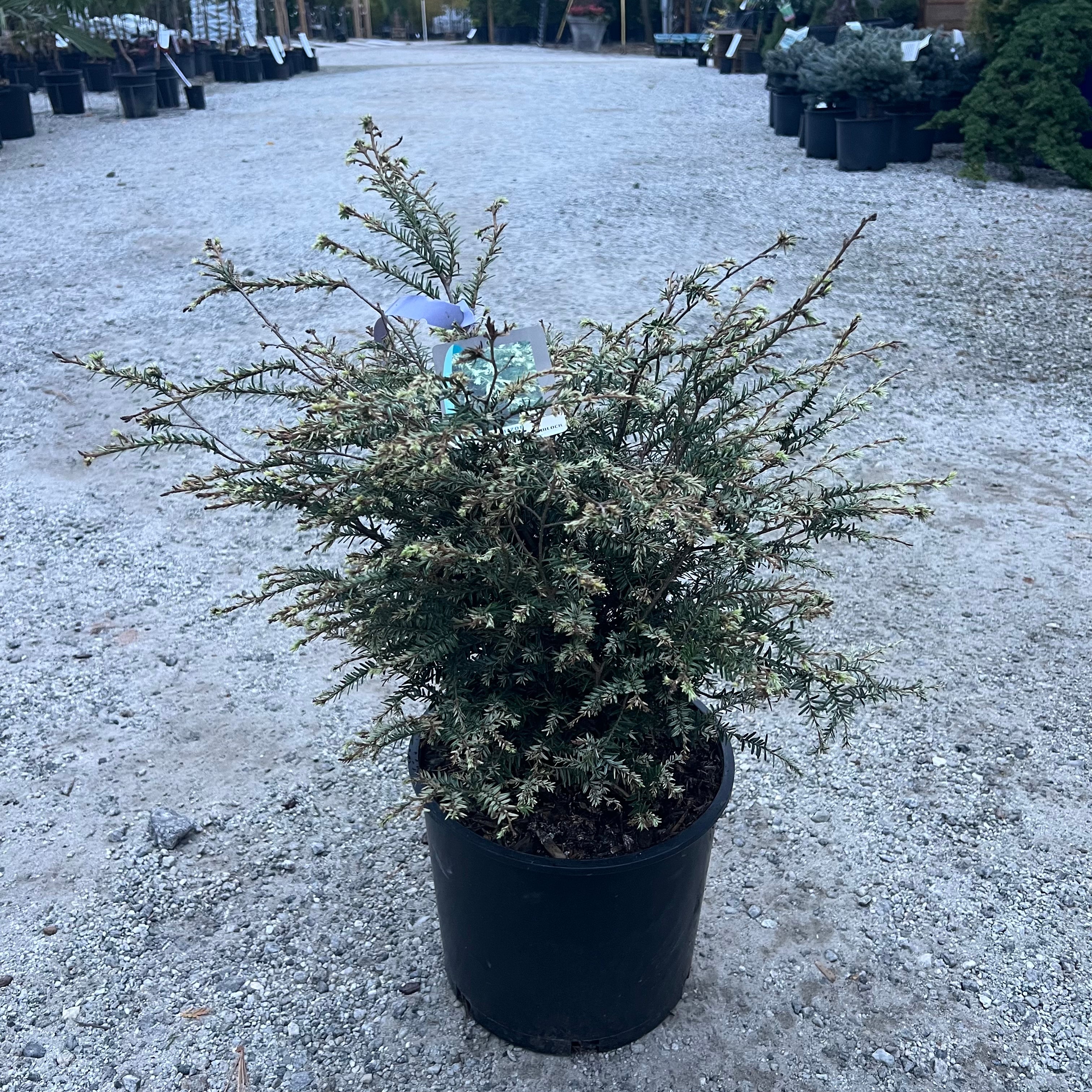 Summer Snow Hemlock 3 Gal