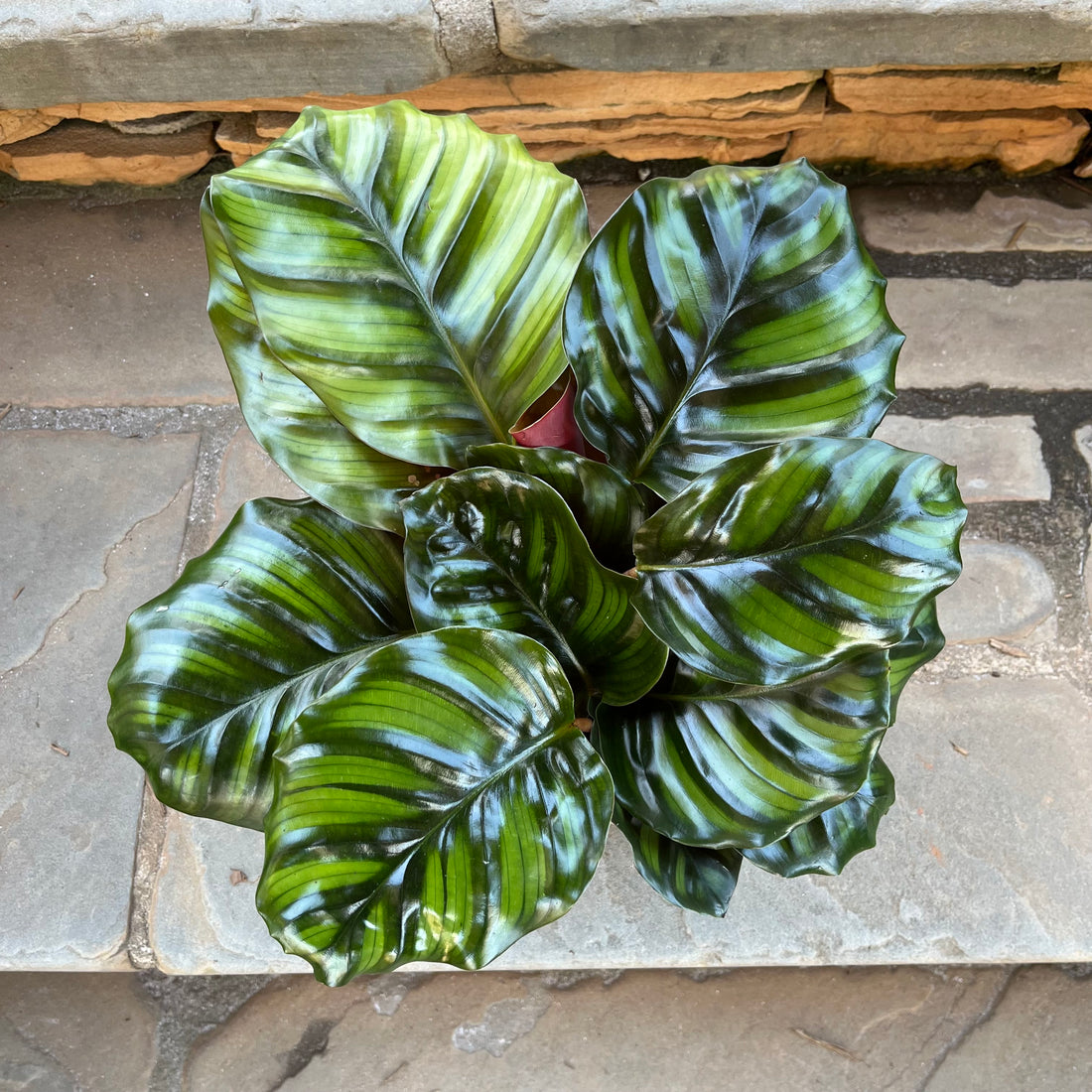 Calathea Fasciata Borusica