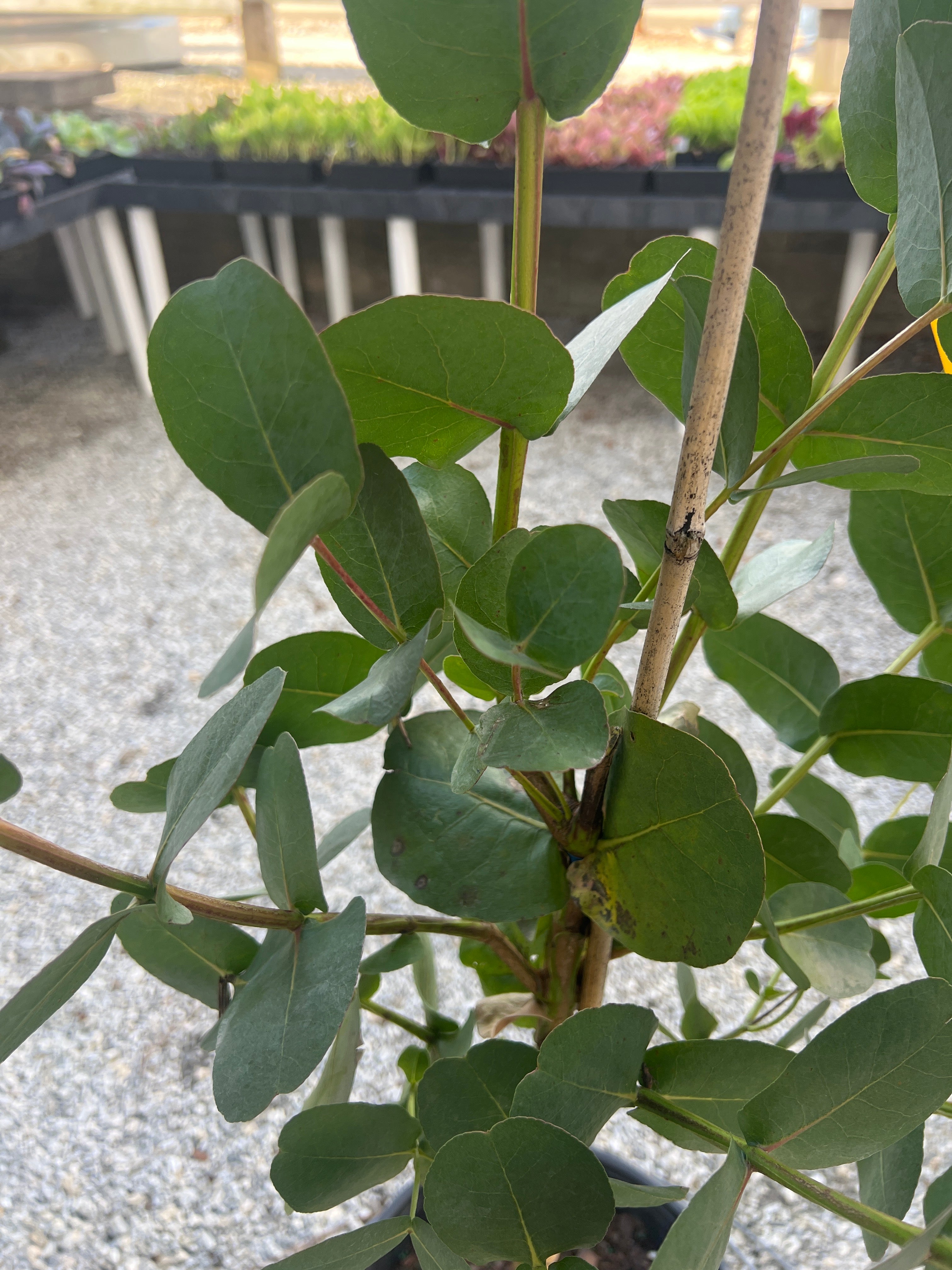 Big O Eucalyptus