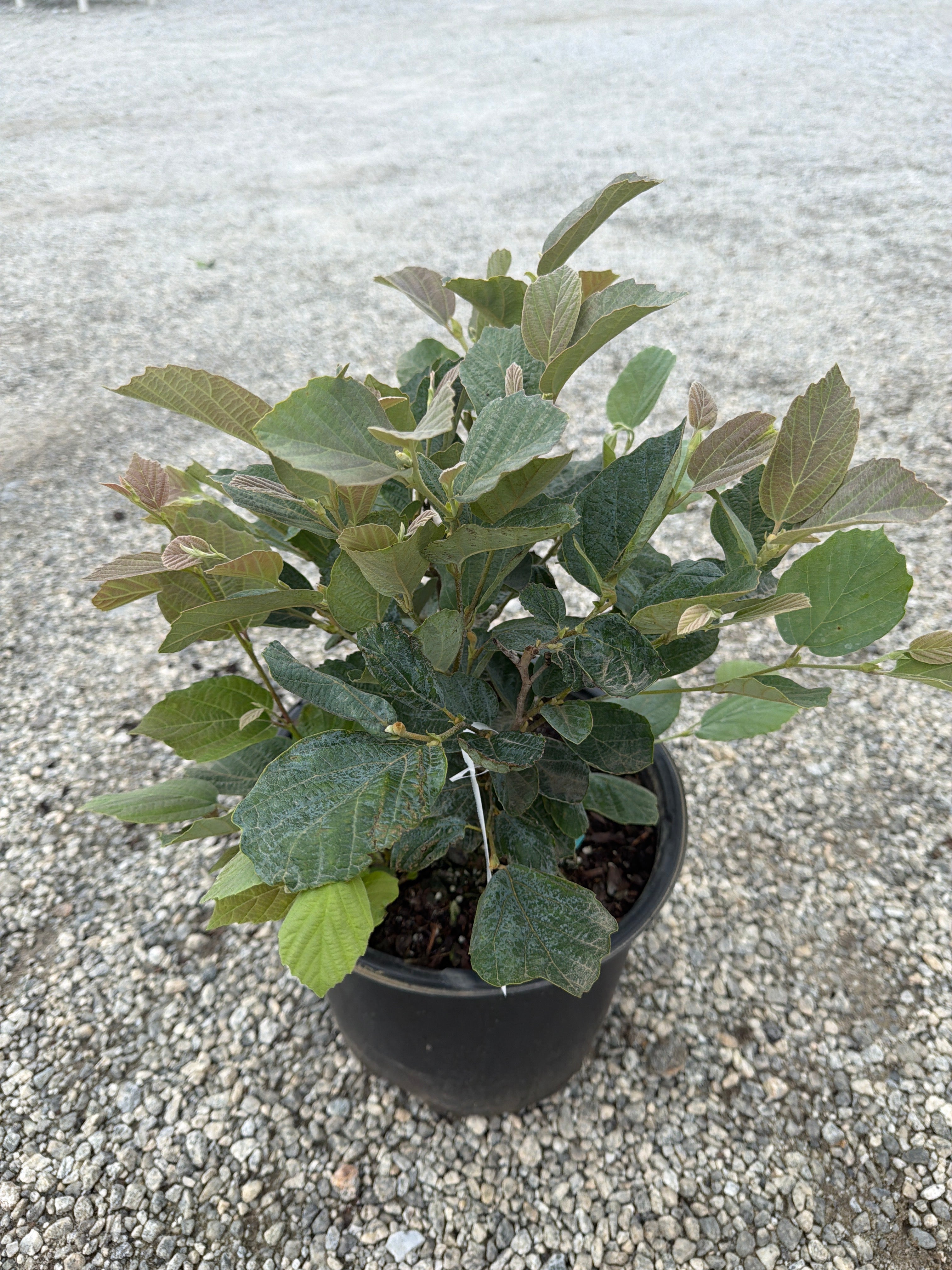 Blue Shadow Fothergilla