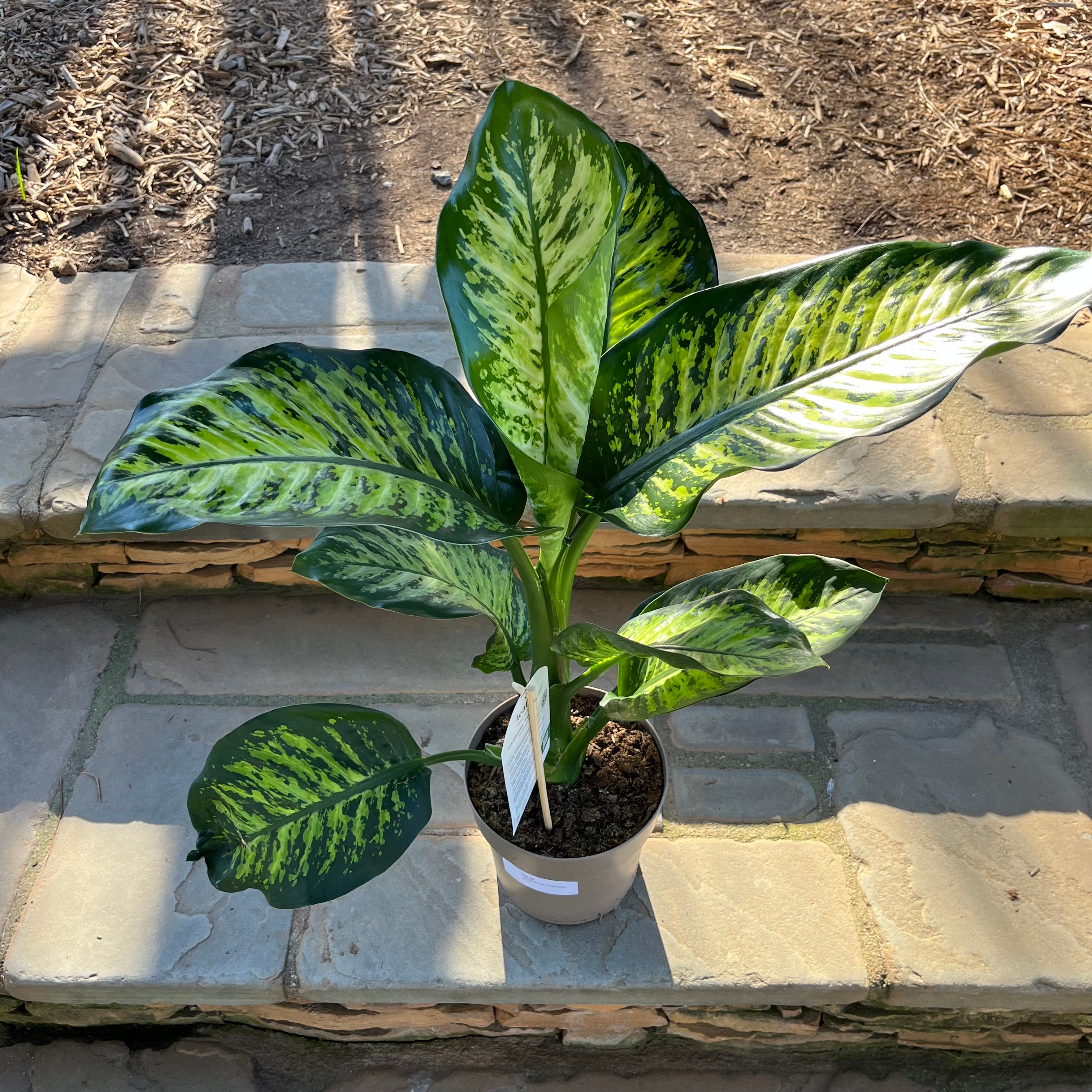 dieffenbachia ableger Tasmanian Tiger Dieffenbachia – Lichtenfelt's