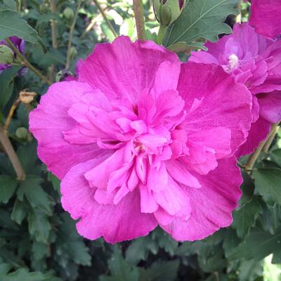 Raspberry Smoothie Rose of Sharon