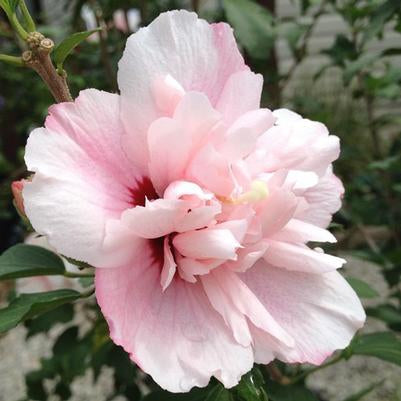 Strawberry Smoothie Rose of Sharon