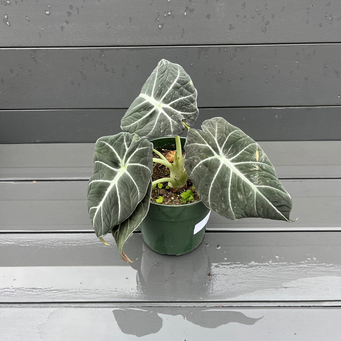 Black Velvet Alocasia