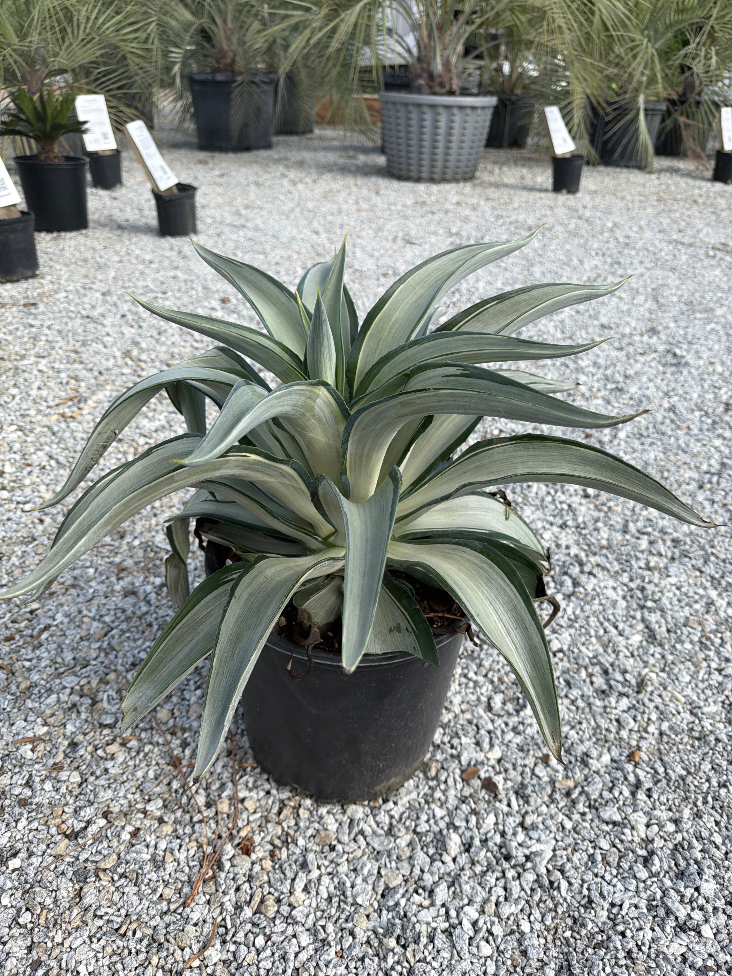 Silver Star Agave