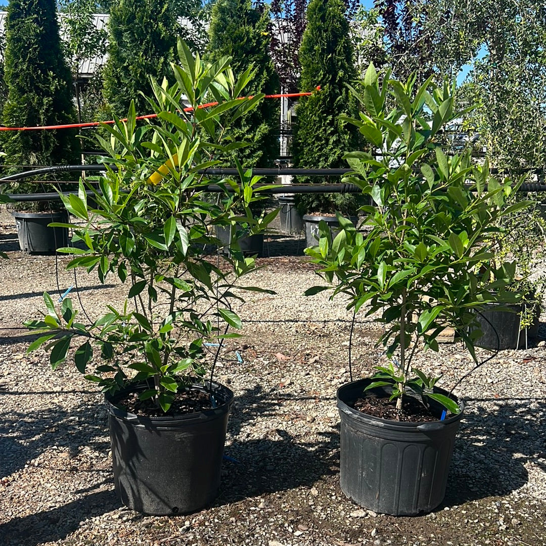 Native Fringetree