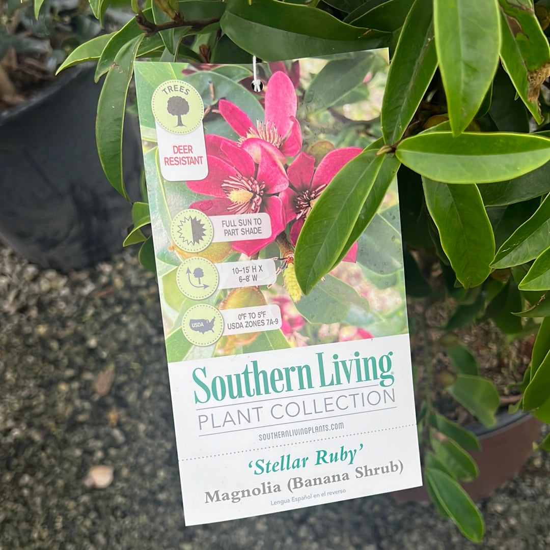 Stellar Ruby Magnolia 3 Gal