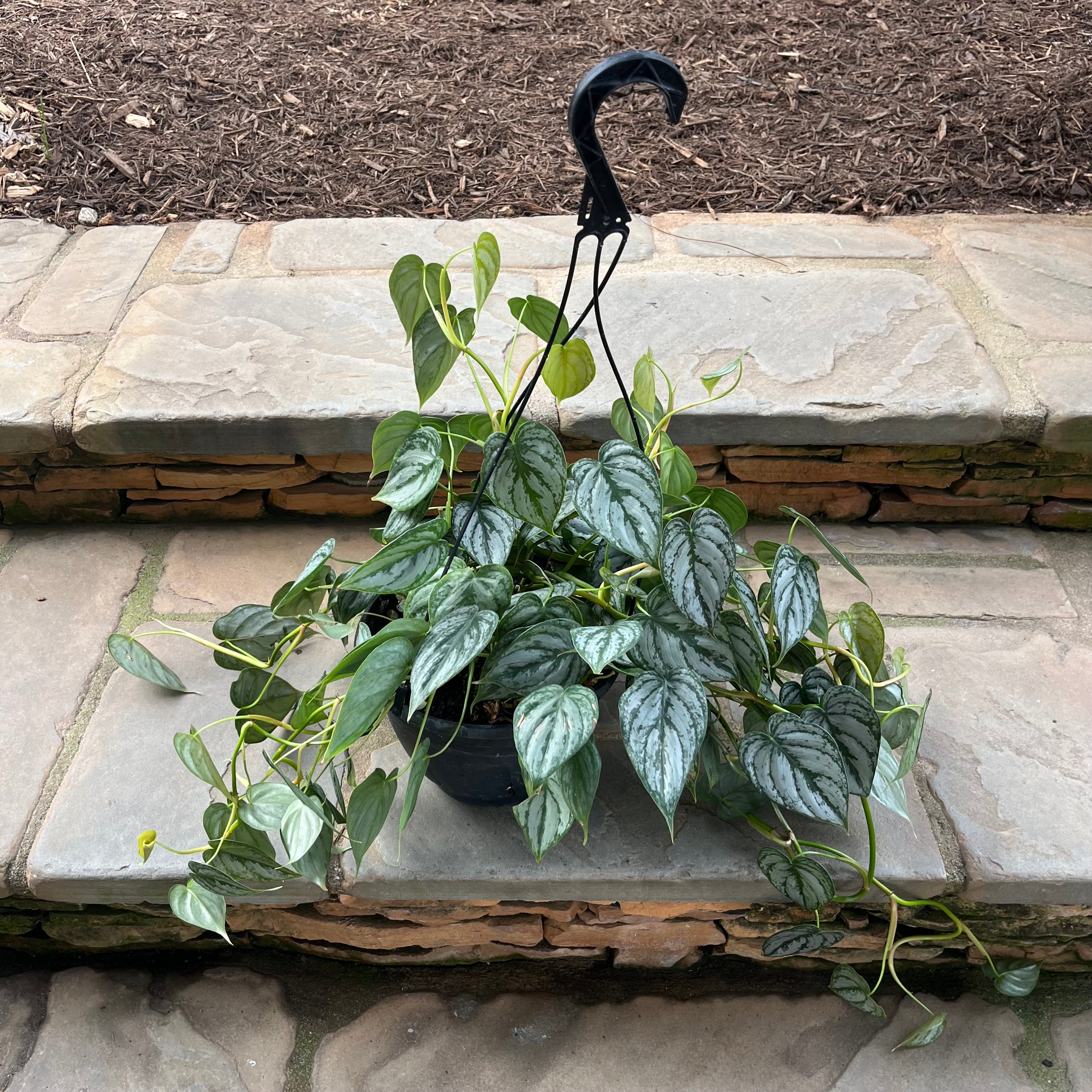 philodendron brandtianum mature Philodendron Brandtianum – Lichtenfelt's