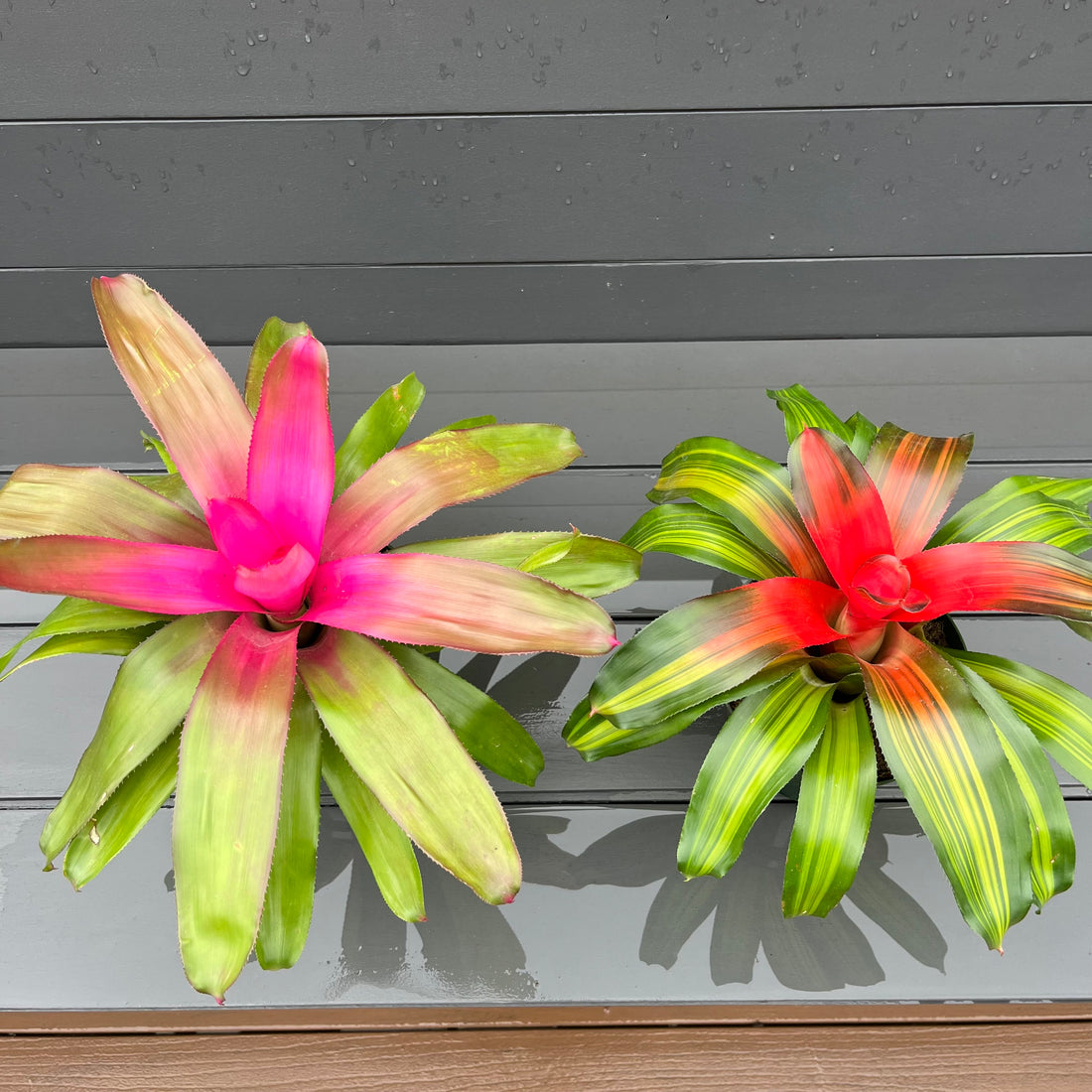Bromeliad Neoregelia