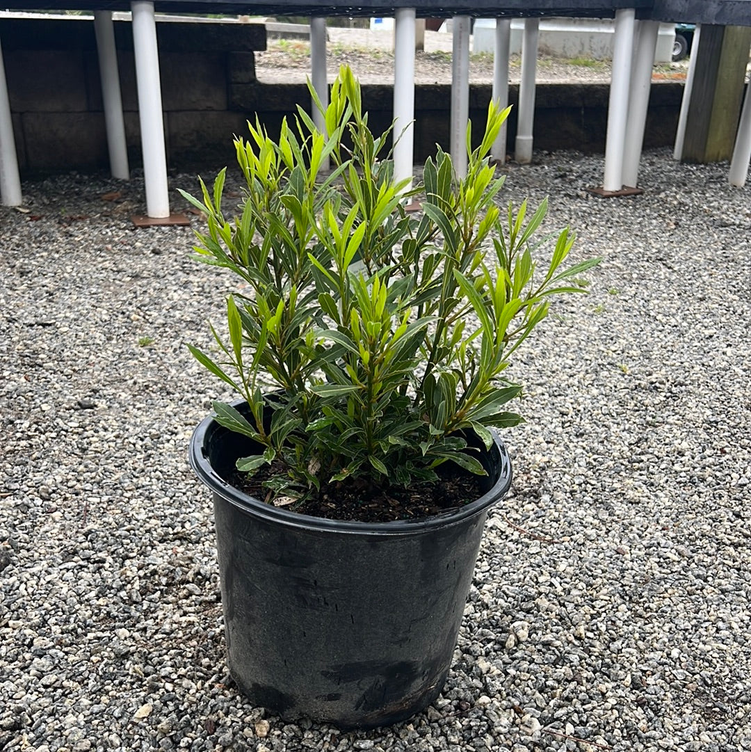 Bay Laurel