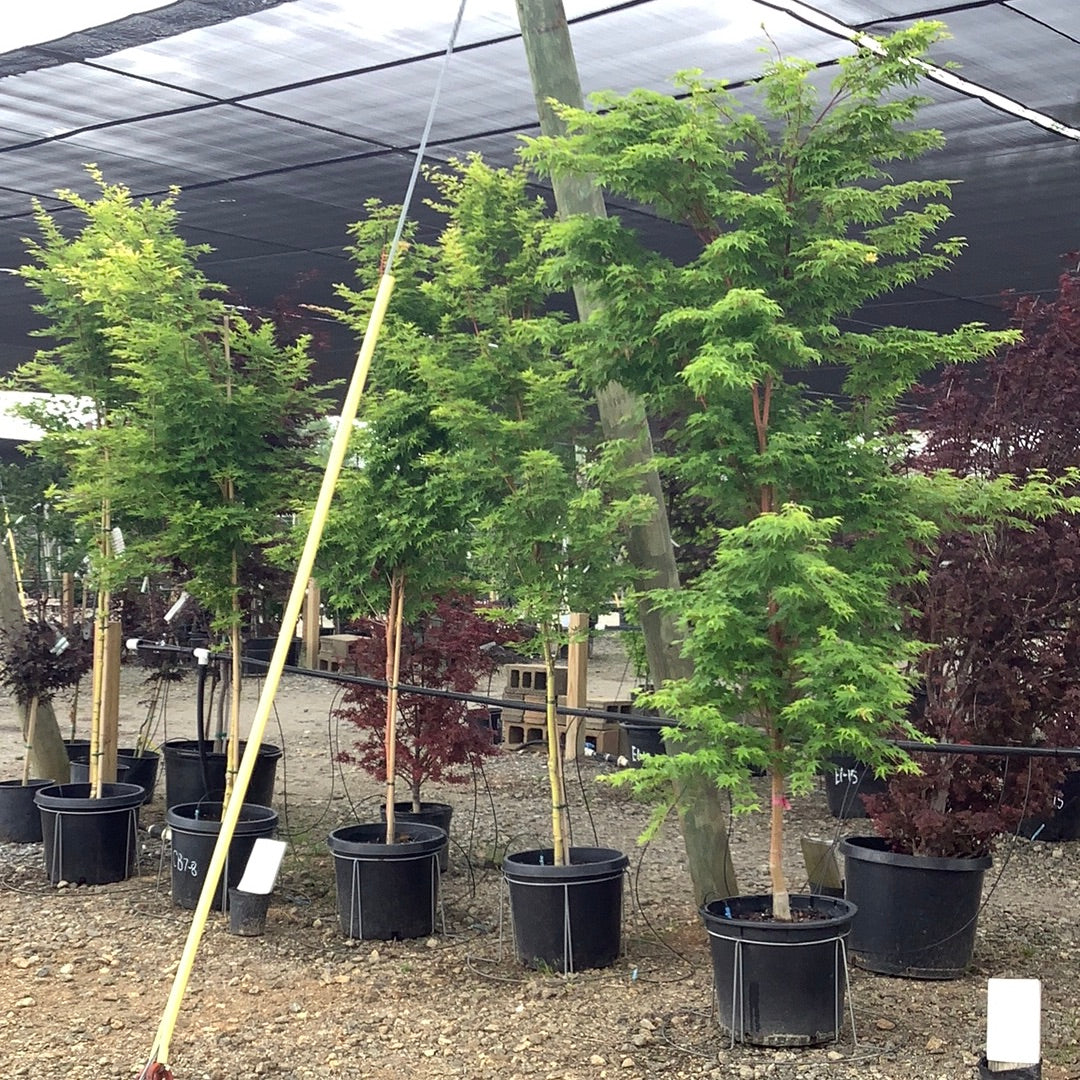 Coral Bark Japanese Maple