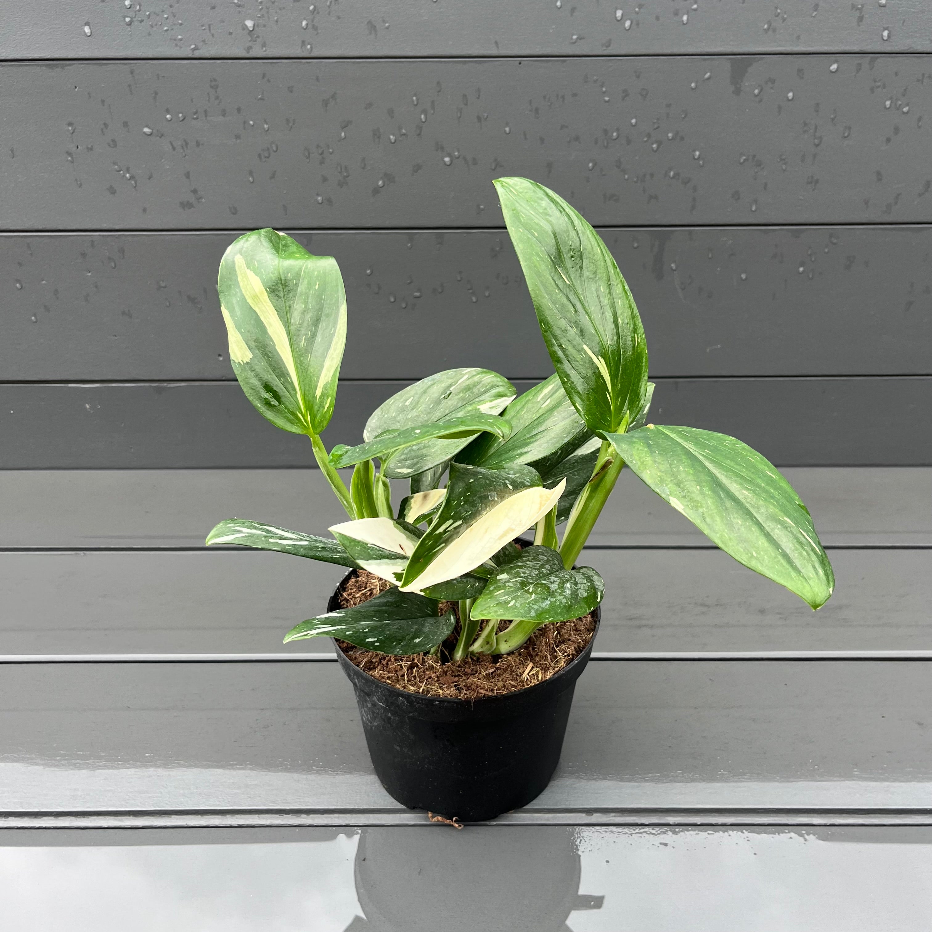 philodendron cobra plant Cobra Philodendron – Lichtenfelt's