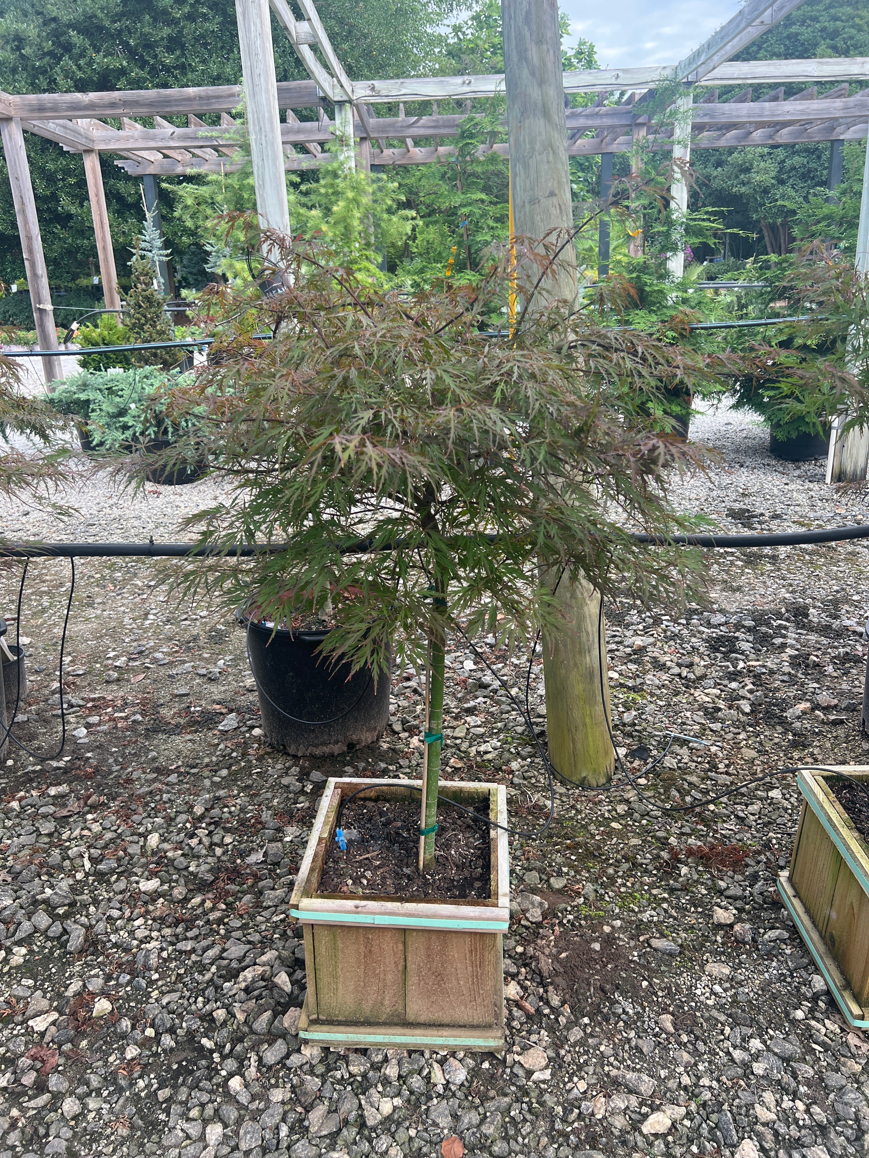 Red Dragon Japanese Maple