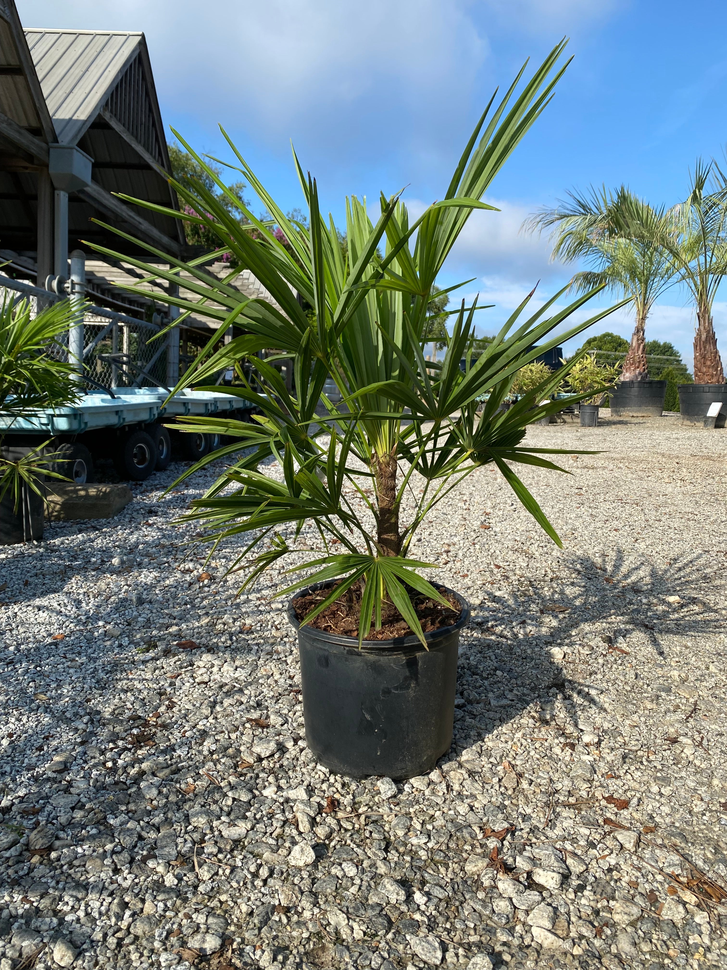 Windmill Palm