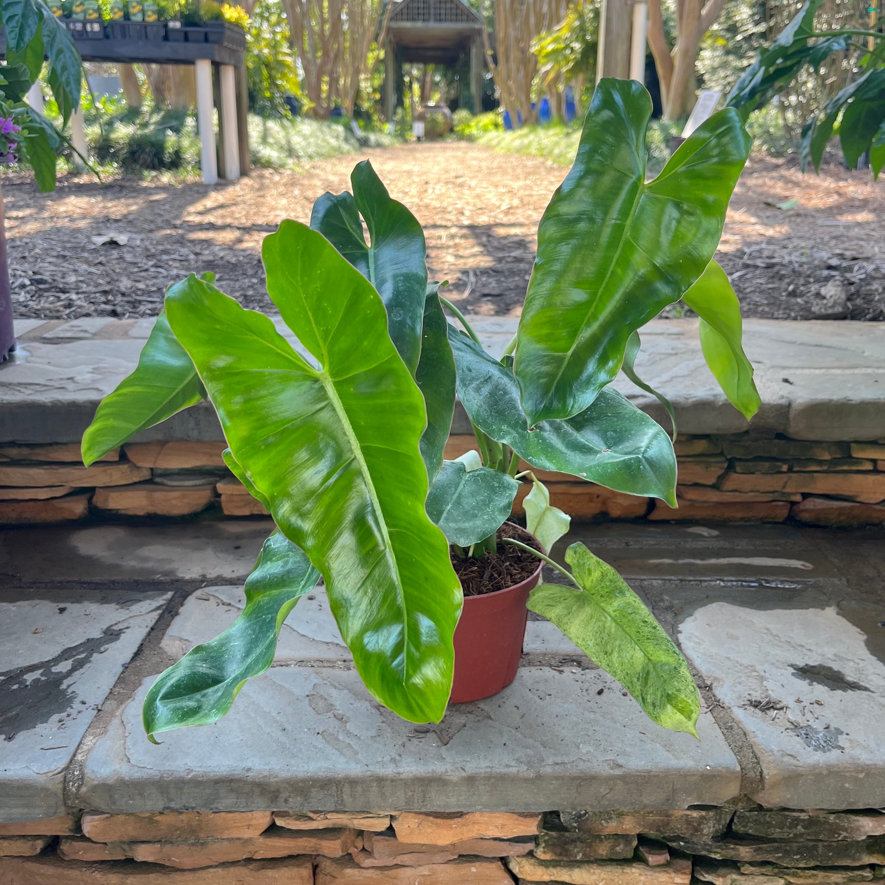 philodendron paraiso verde mature Paraiso Verde Philodendron – Lichtenfelt's