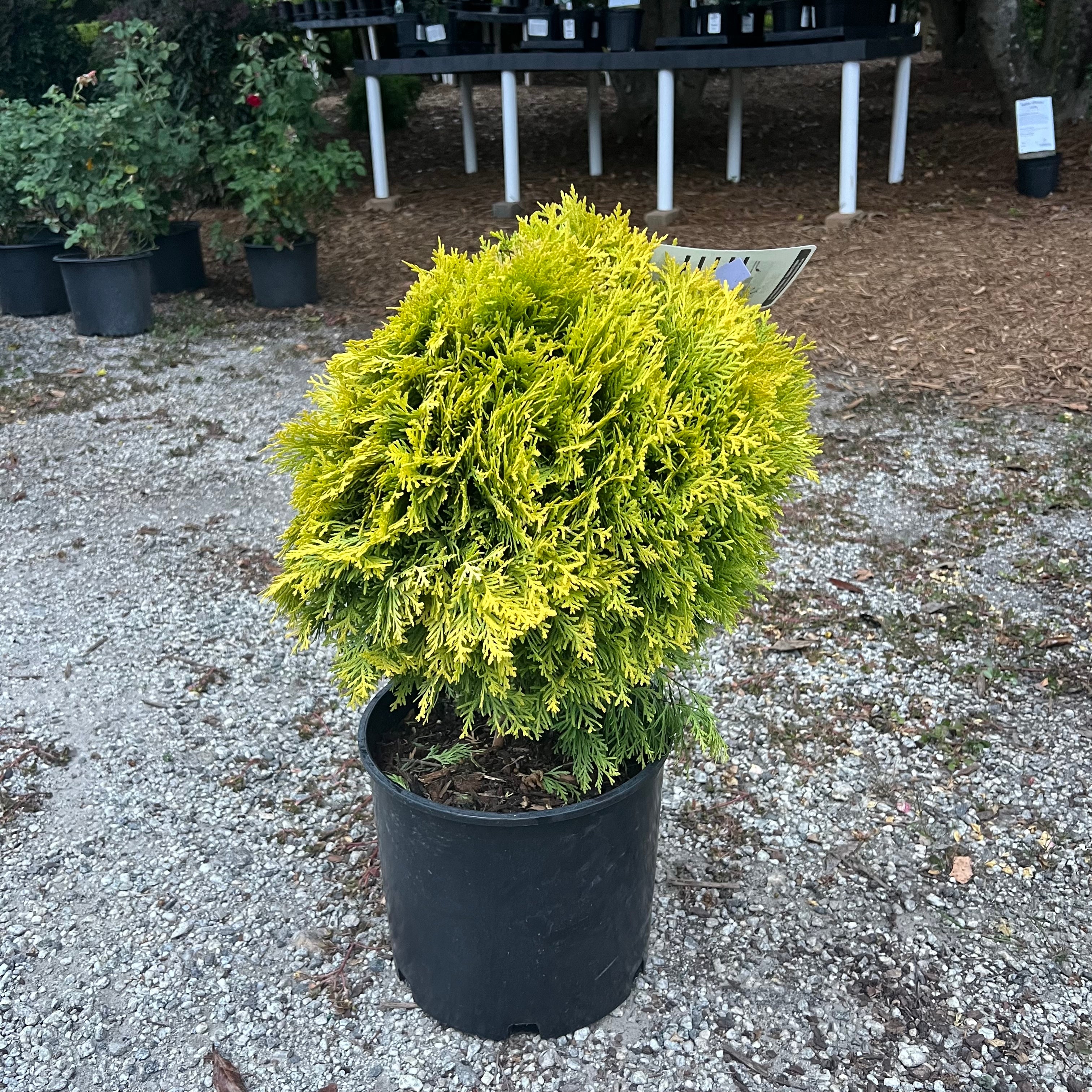 Amber Glow Arborvitae 3 Gal