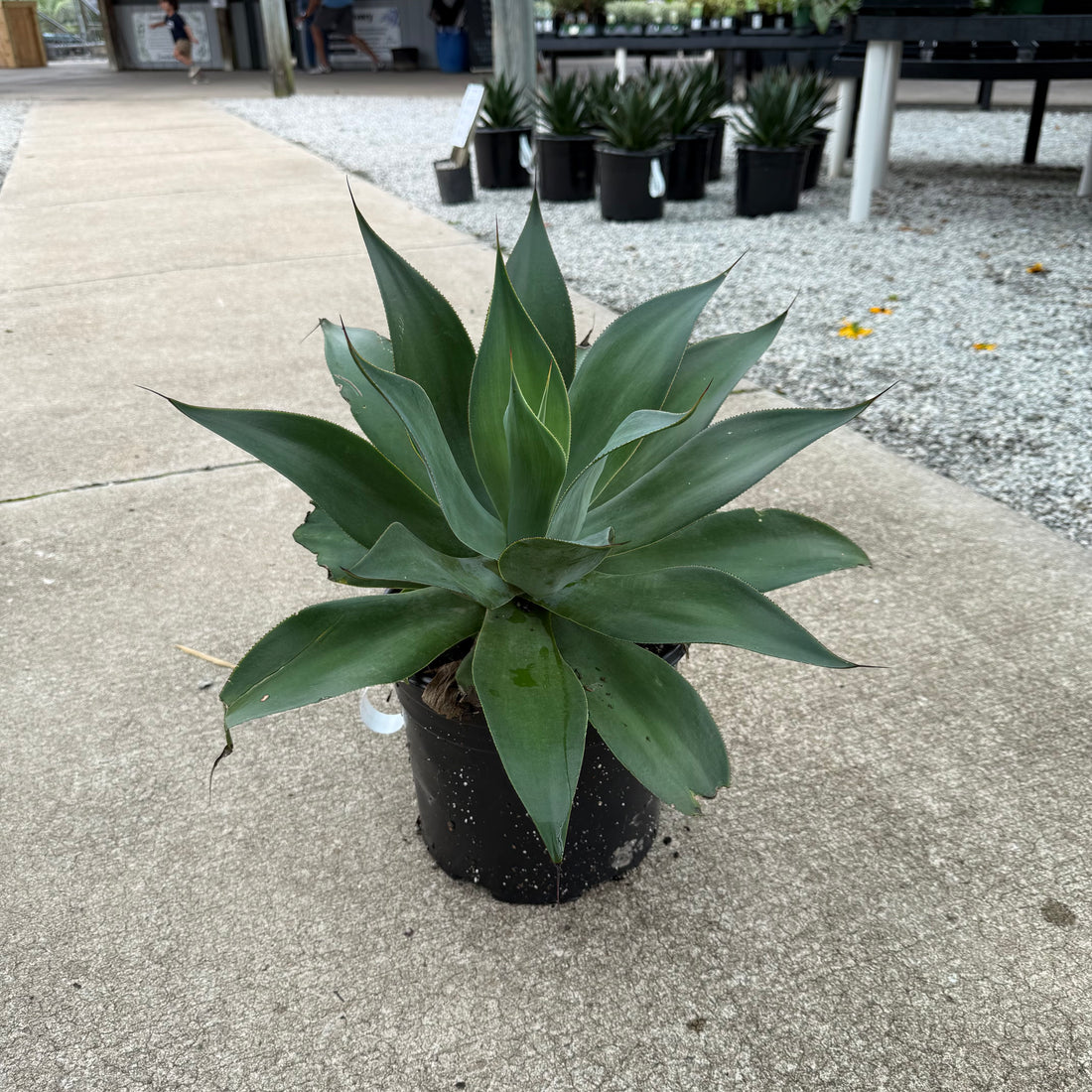 Blue Flame Agave