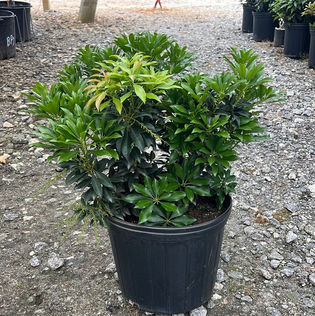 Historyland Pieris 3 Gal