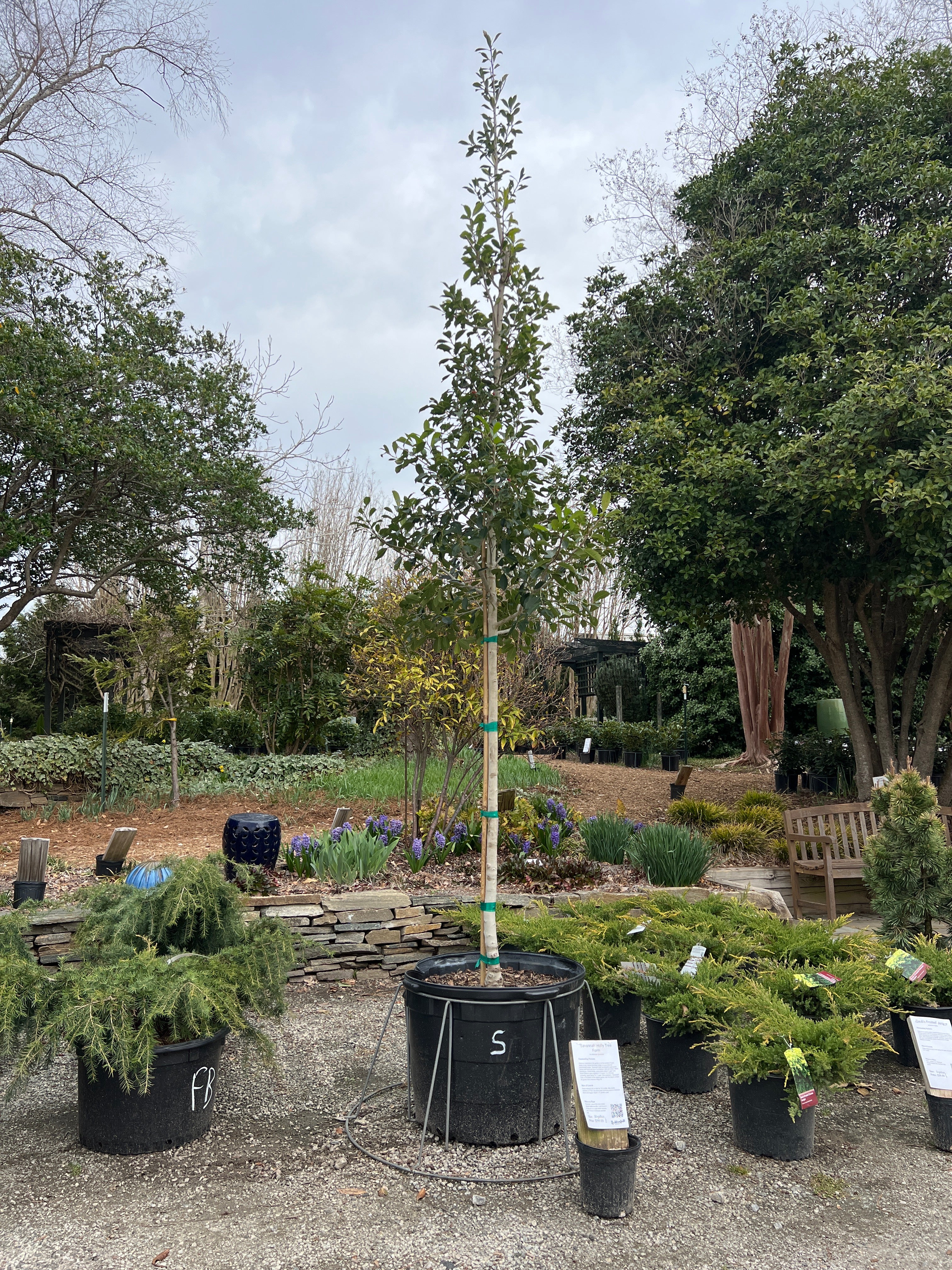 Savannah Holly Tree Form