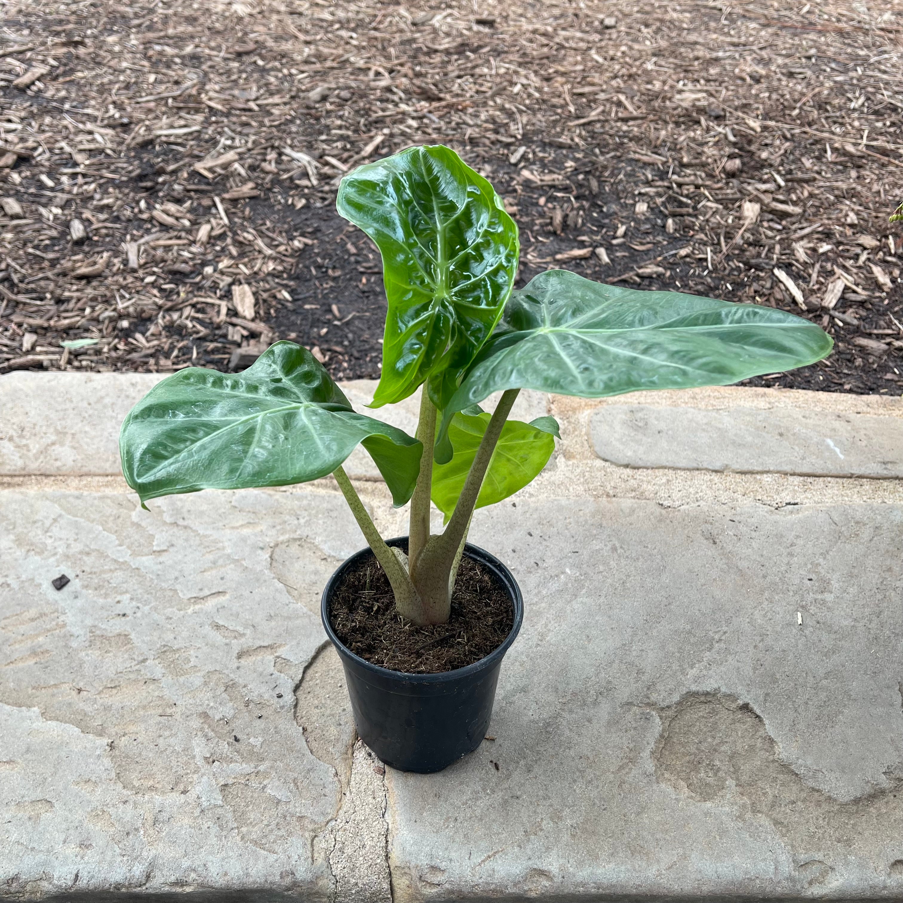 Alocasia Wentii
