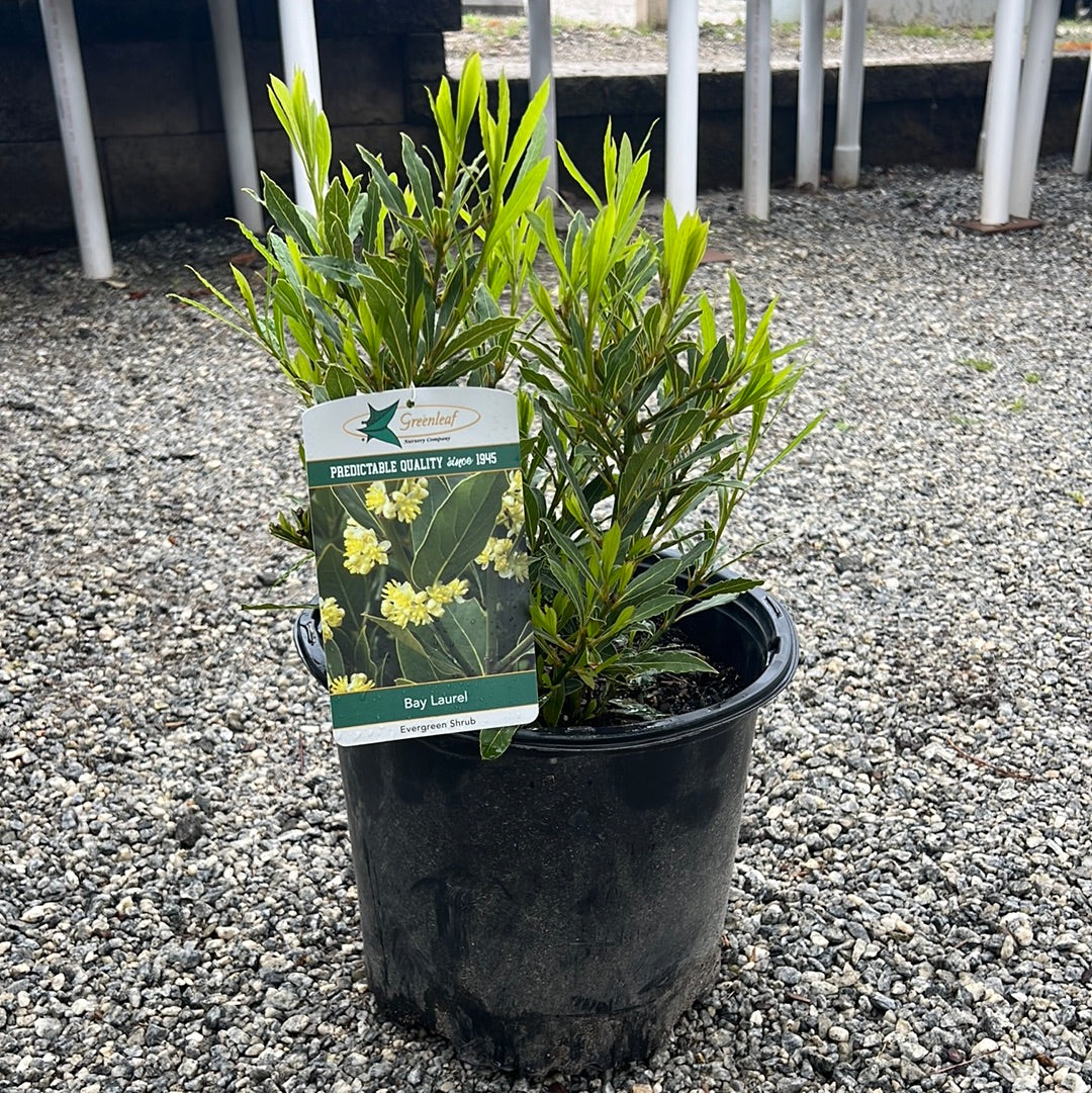 Bay Laurel