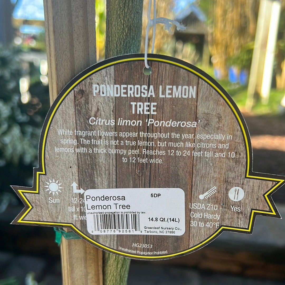 Ponderosa Lemon 5 Gal