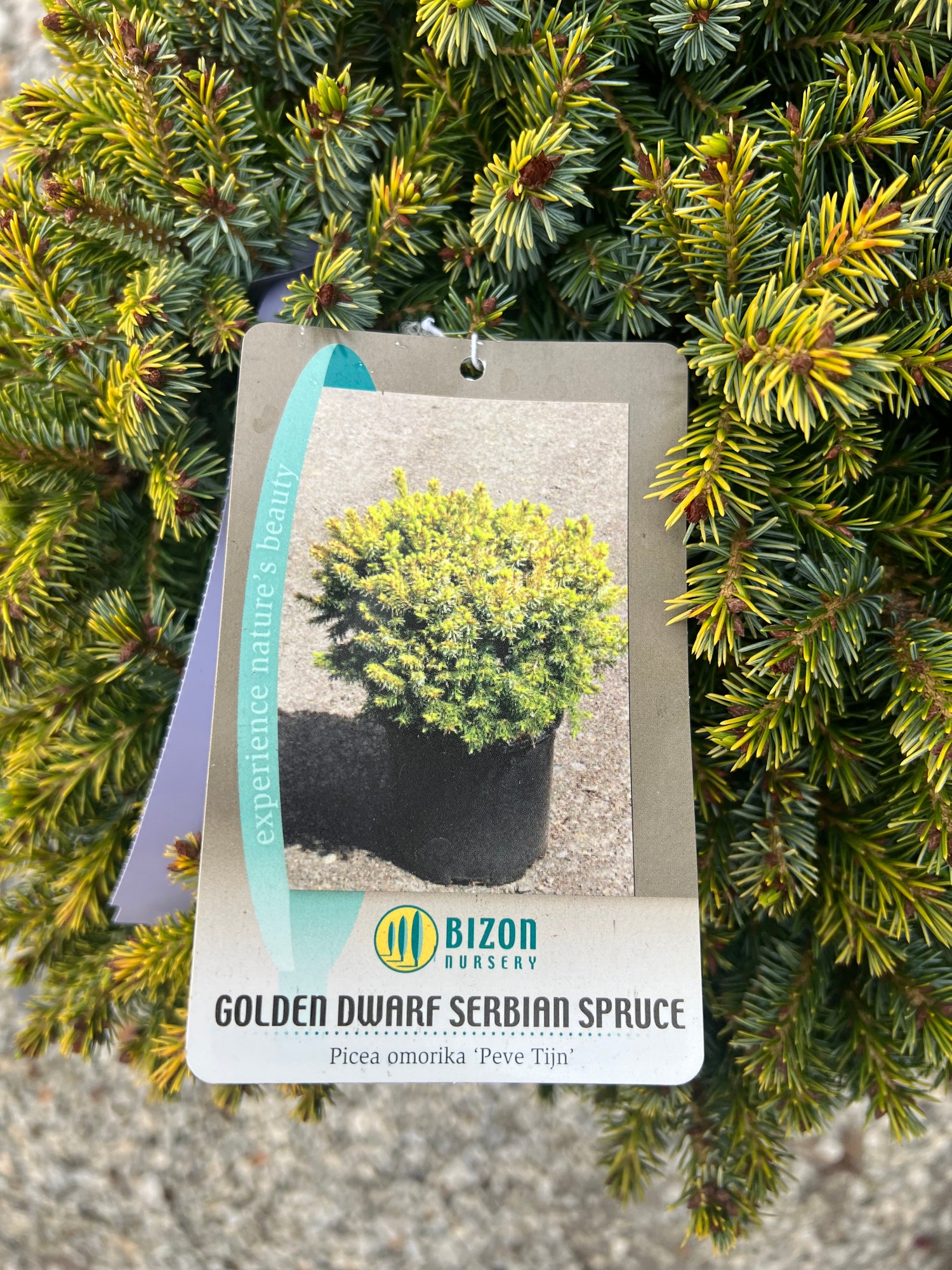Peve Tijn Serbian Spruce