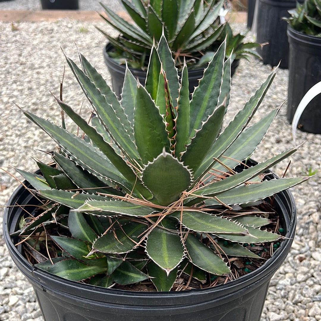 Splendida Agave 3 Gal