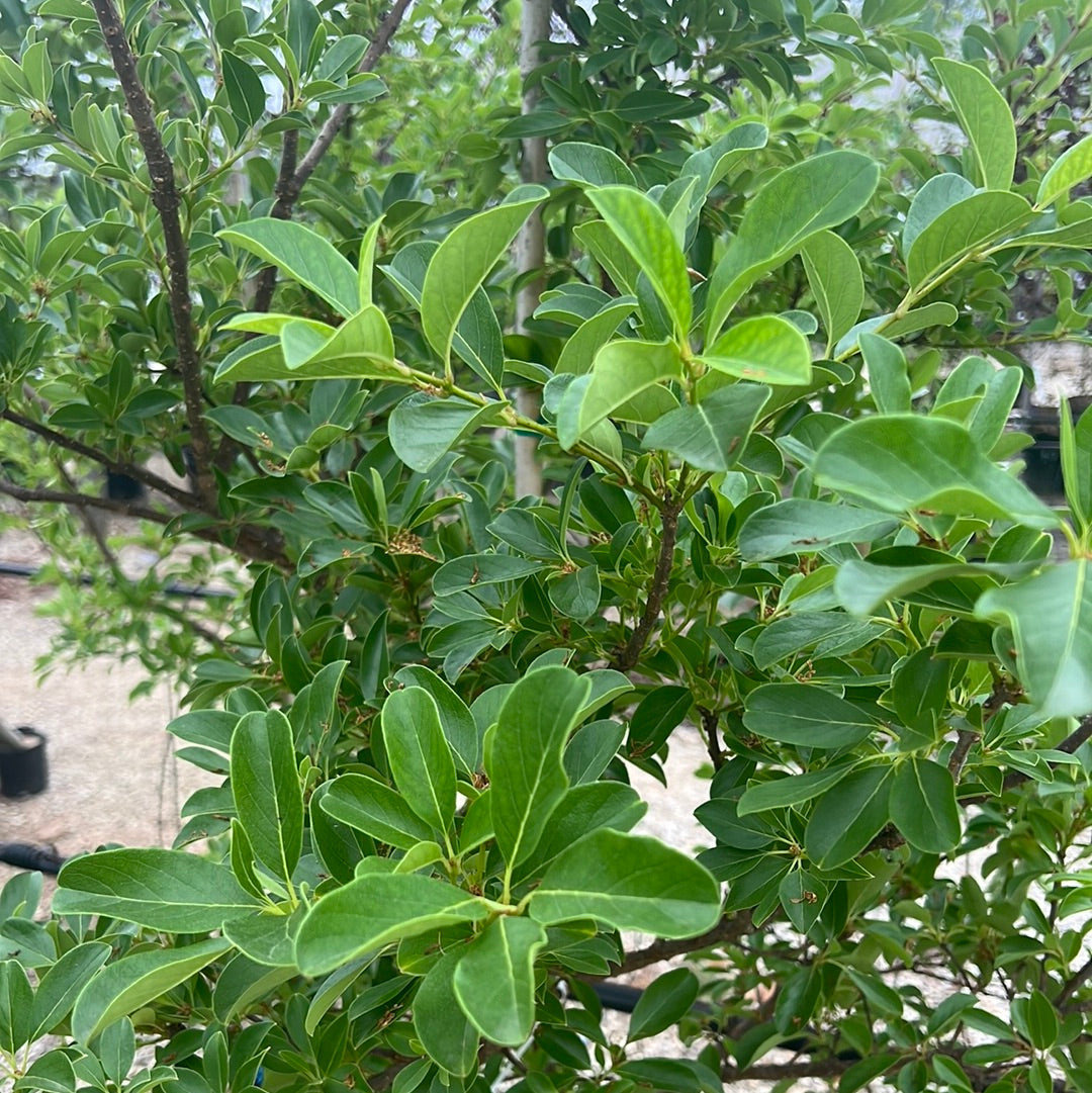 Asian Fringetree