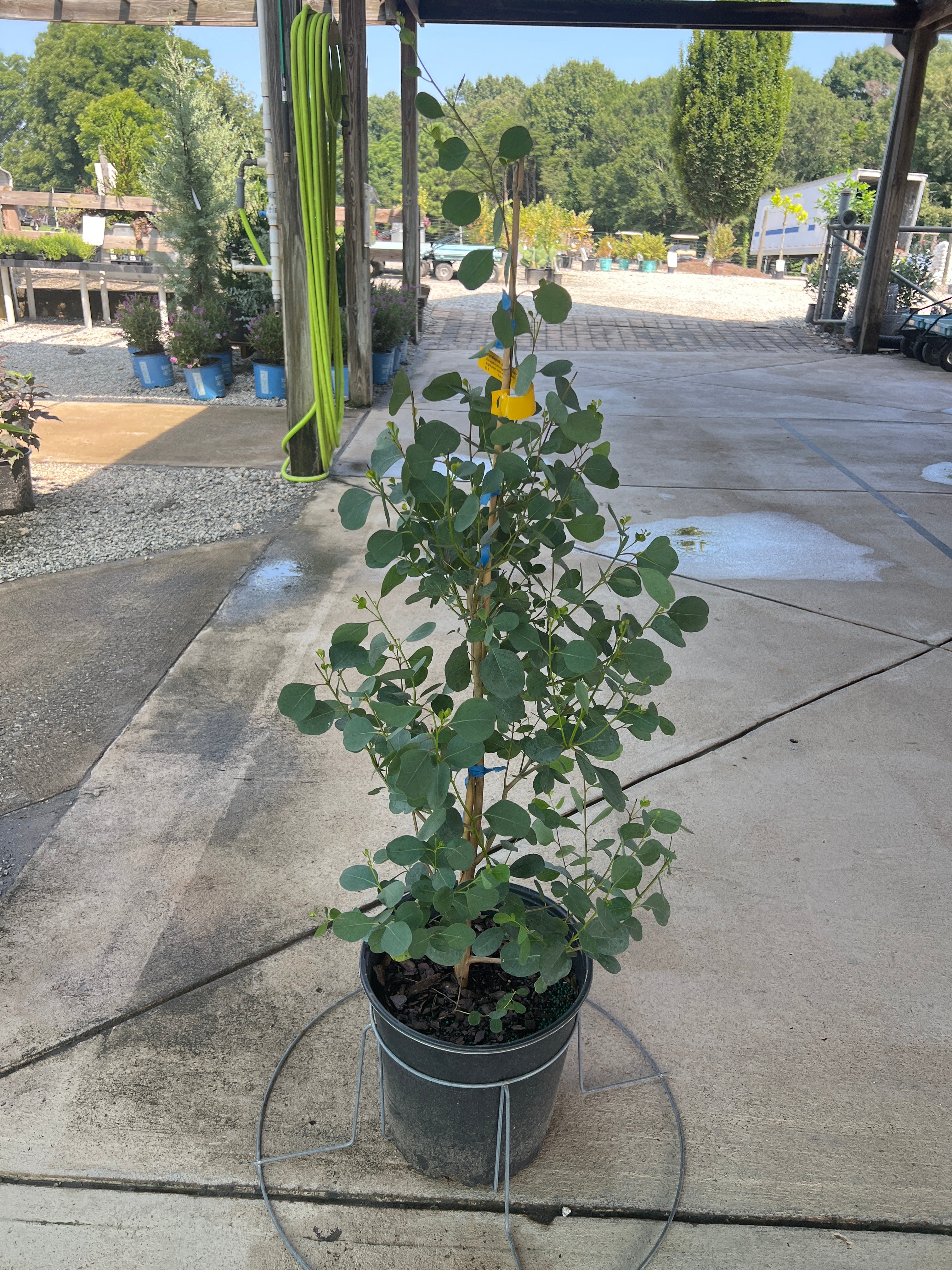 Lucky Country Eucalyptus 5 Gal