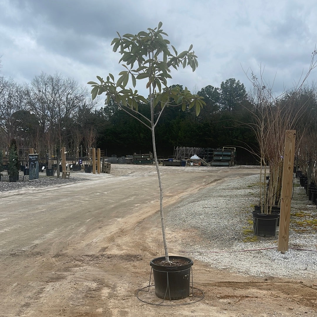 Coppertone Loquat