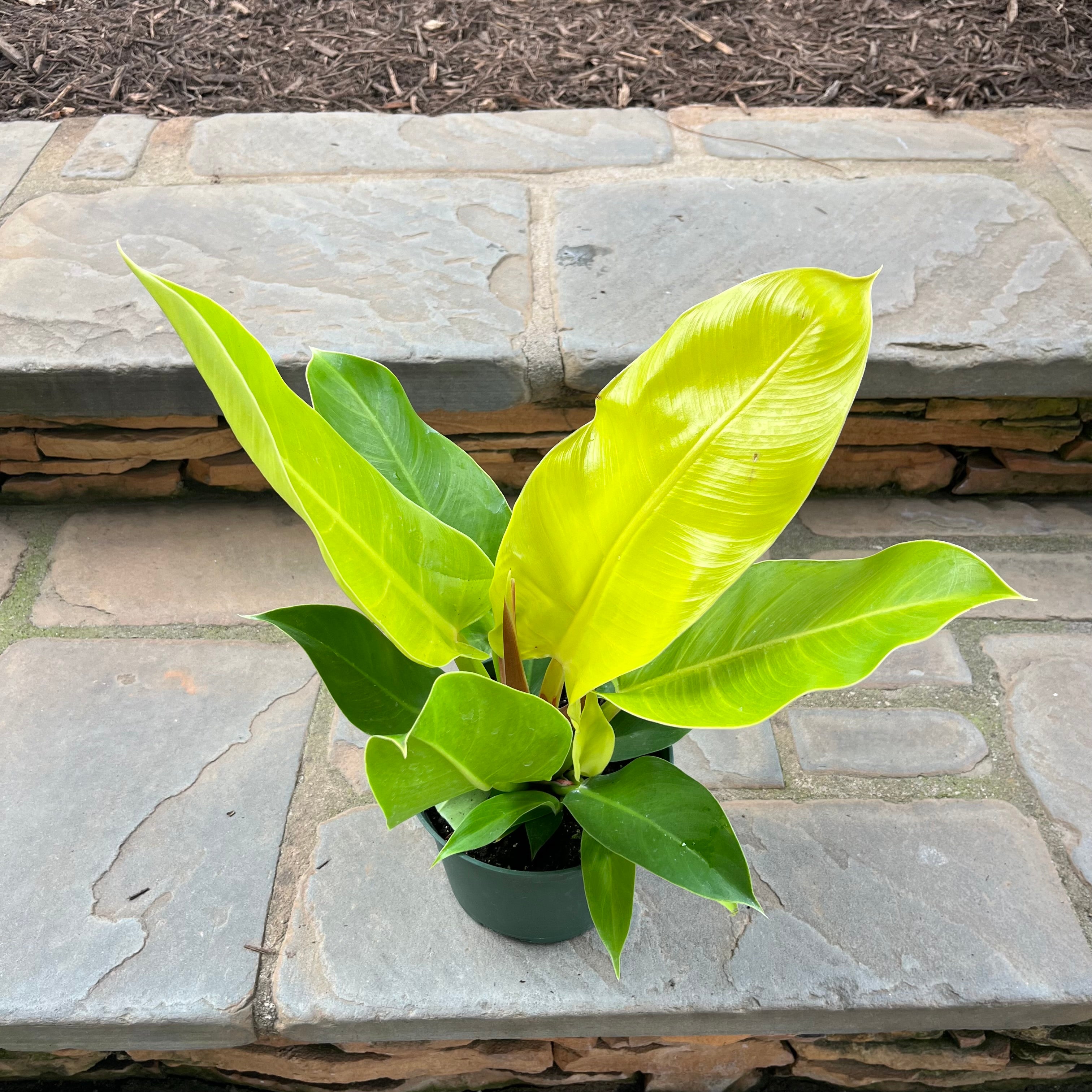 philodendron moonlight size Moonlight Philodendron – Lichtenfelt's