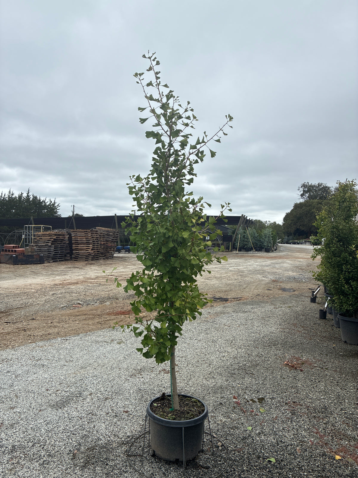 Princeton Sentry Ginkgo