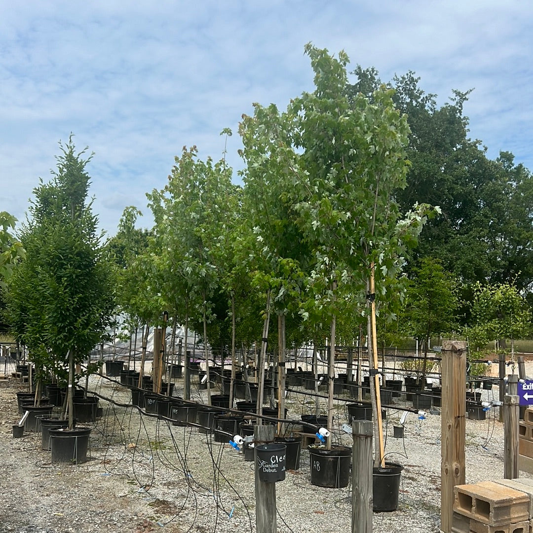 Autumn Blaze Maple