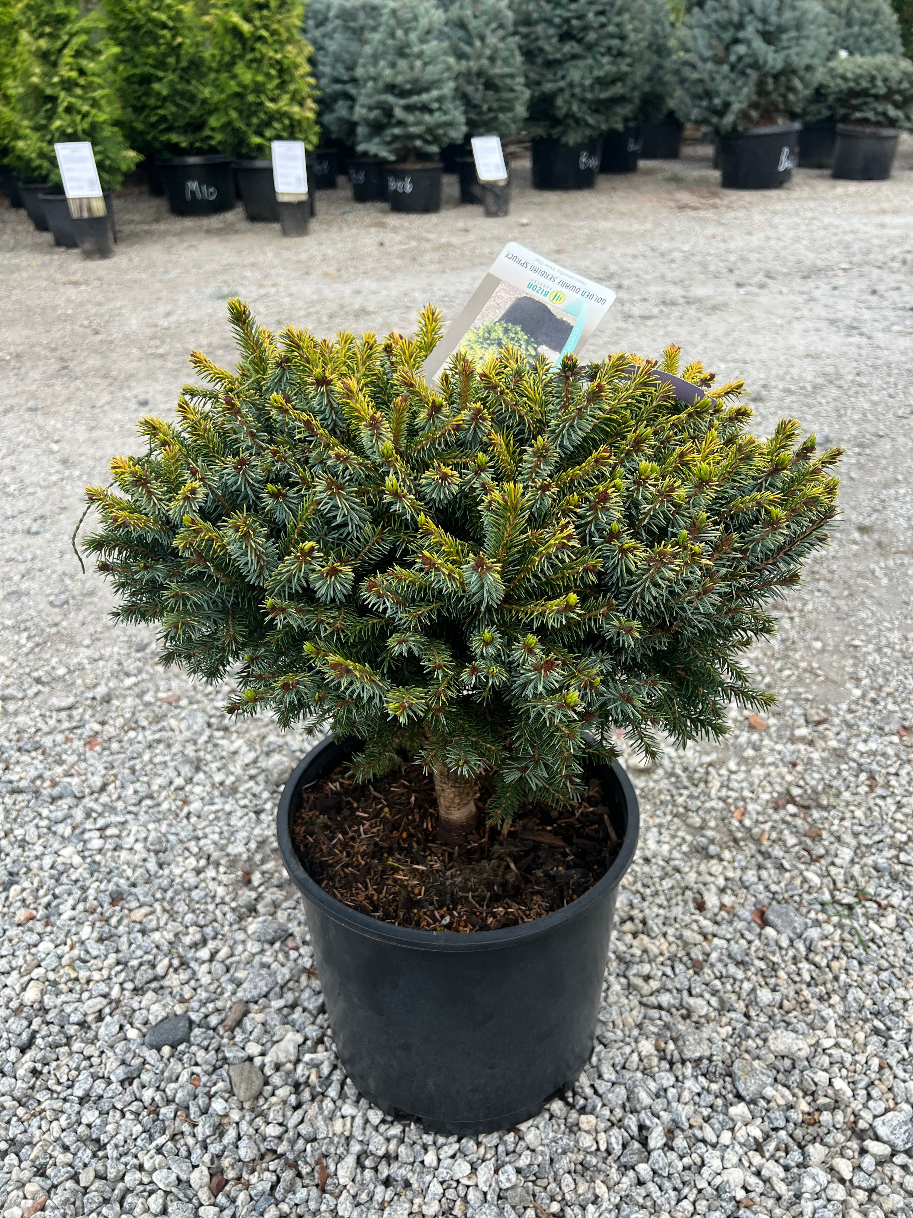 Peve Tijn Serbian Spruce