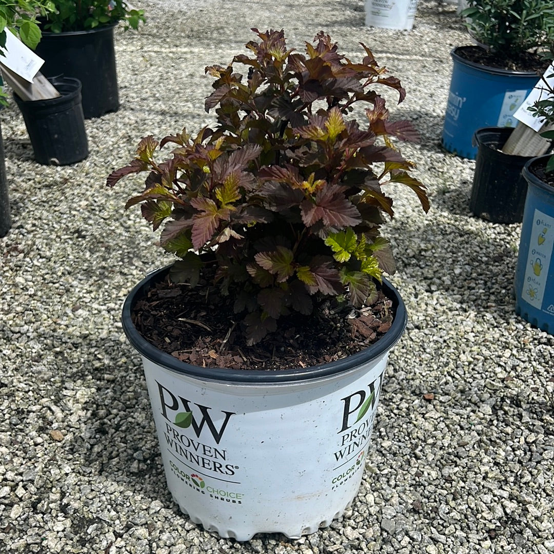 Ginger Wine Ninebark