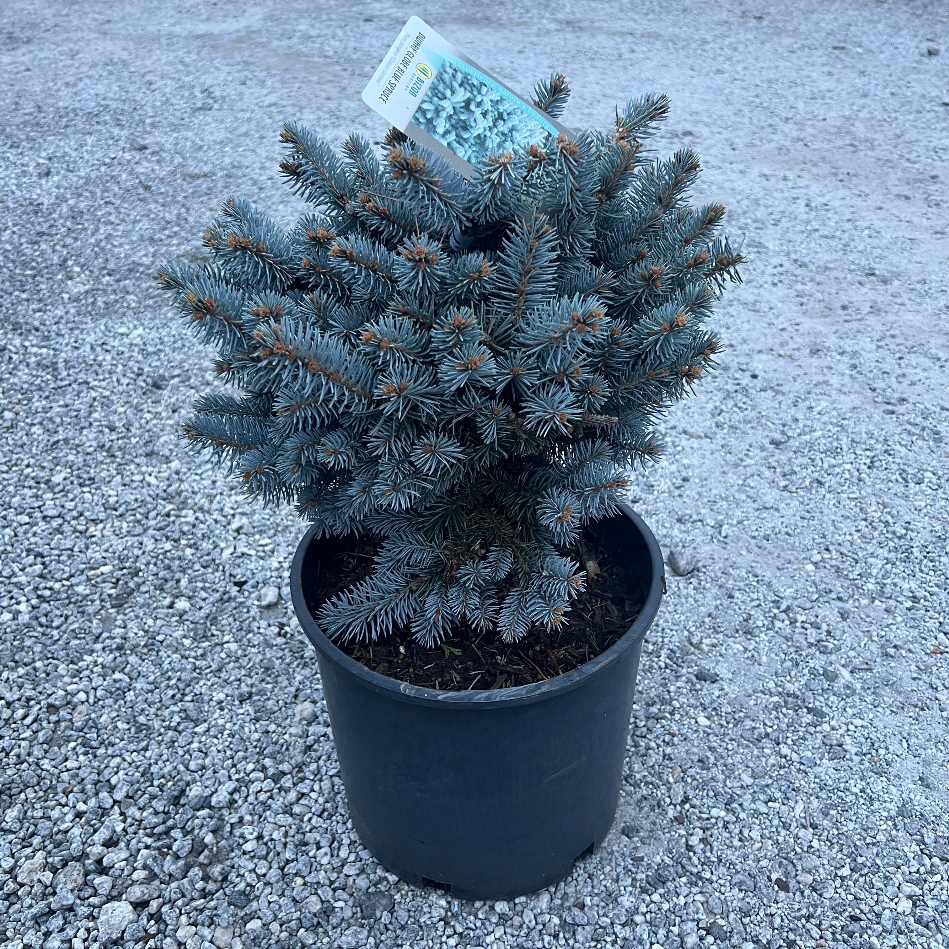 Globosa Blue Spruce