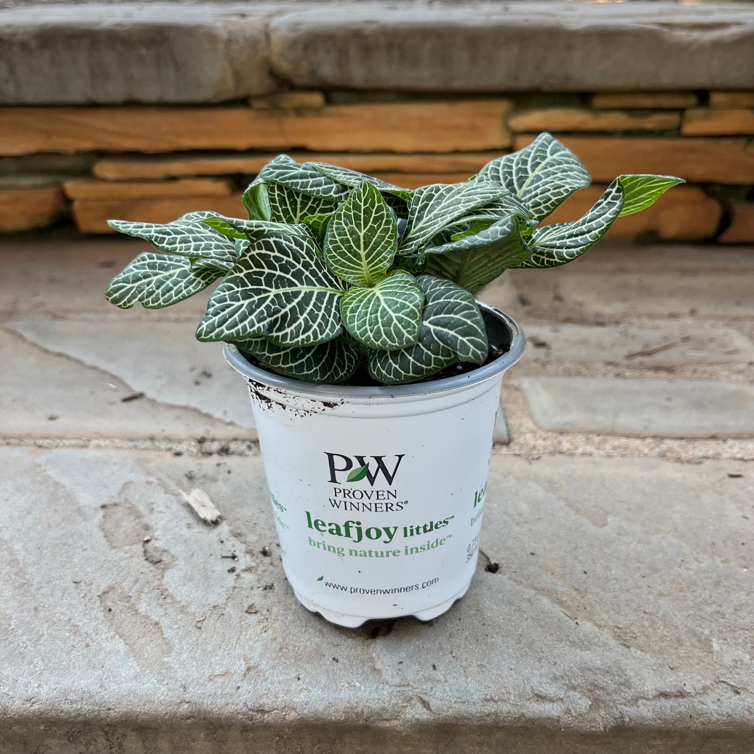 Late Night Fittonia