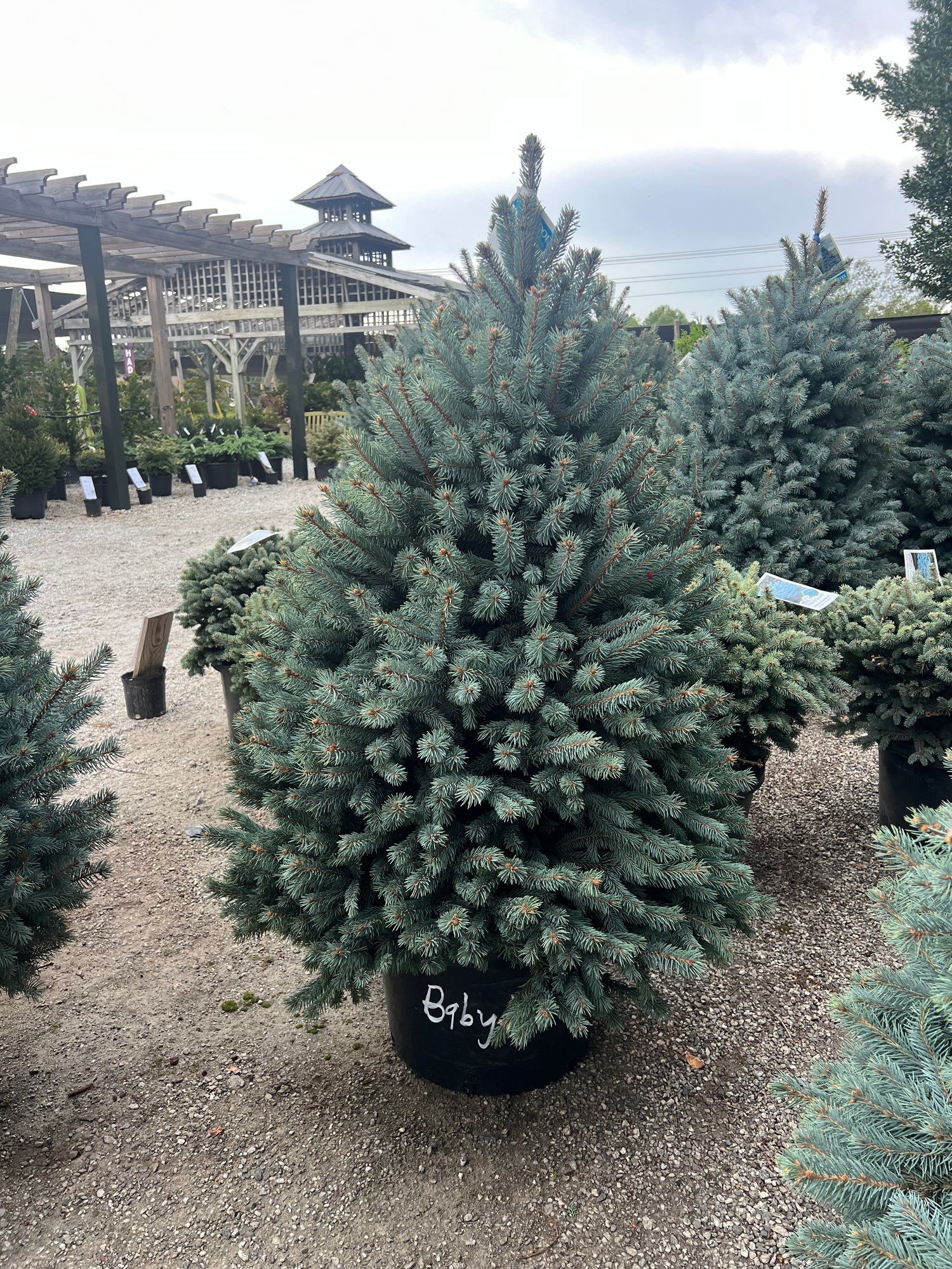 Baby Blue Spruce