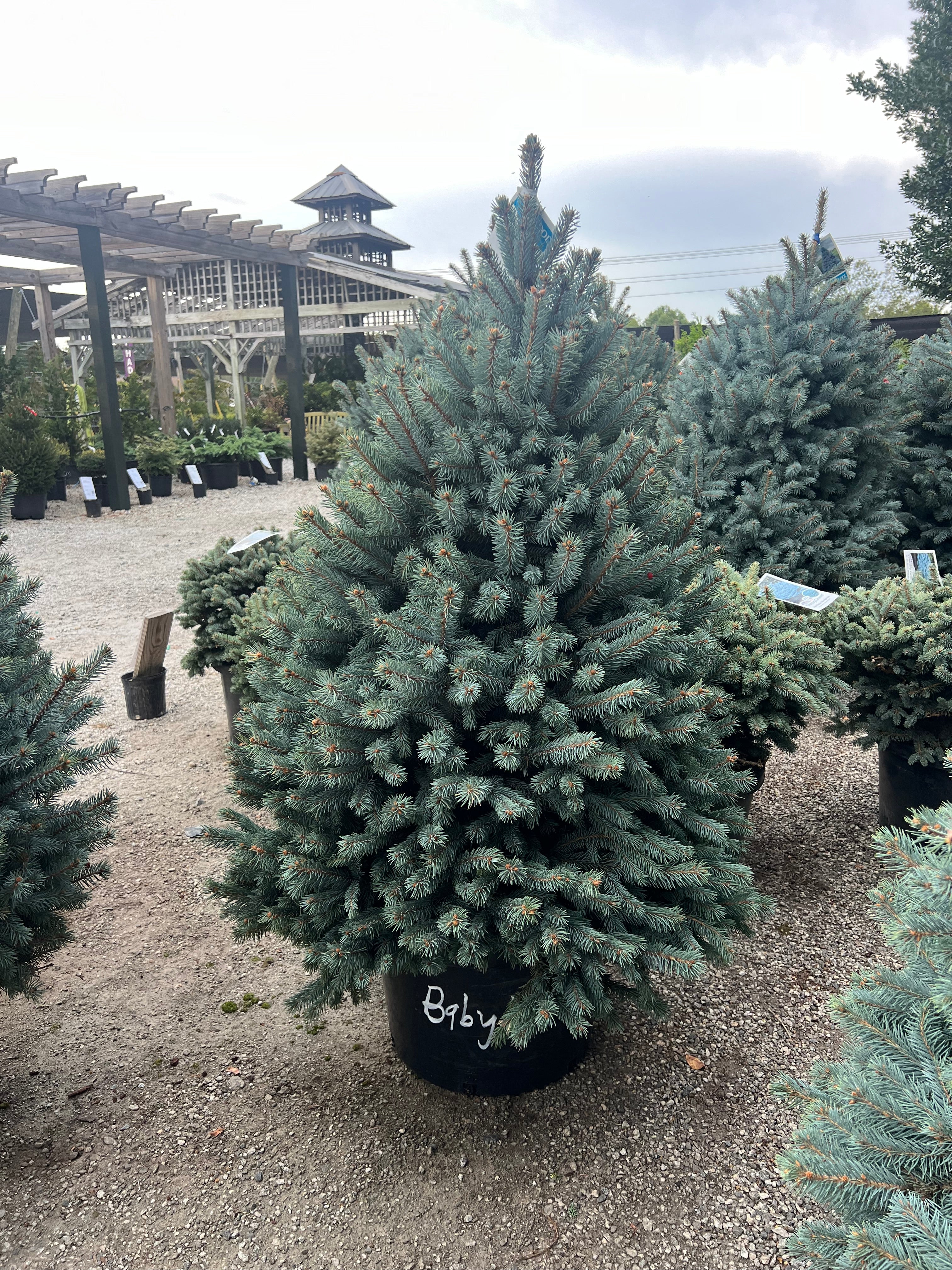 Baby Blue Spruce