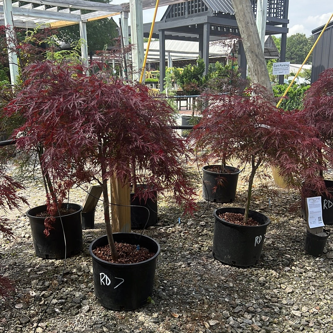 Red Dragon Japanese Maple