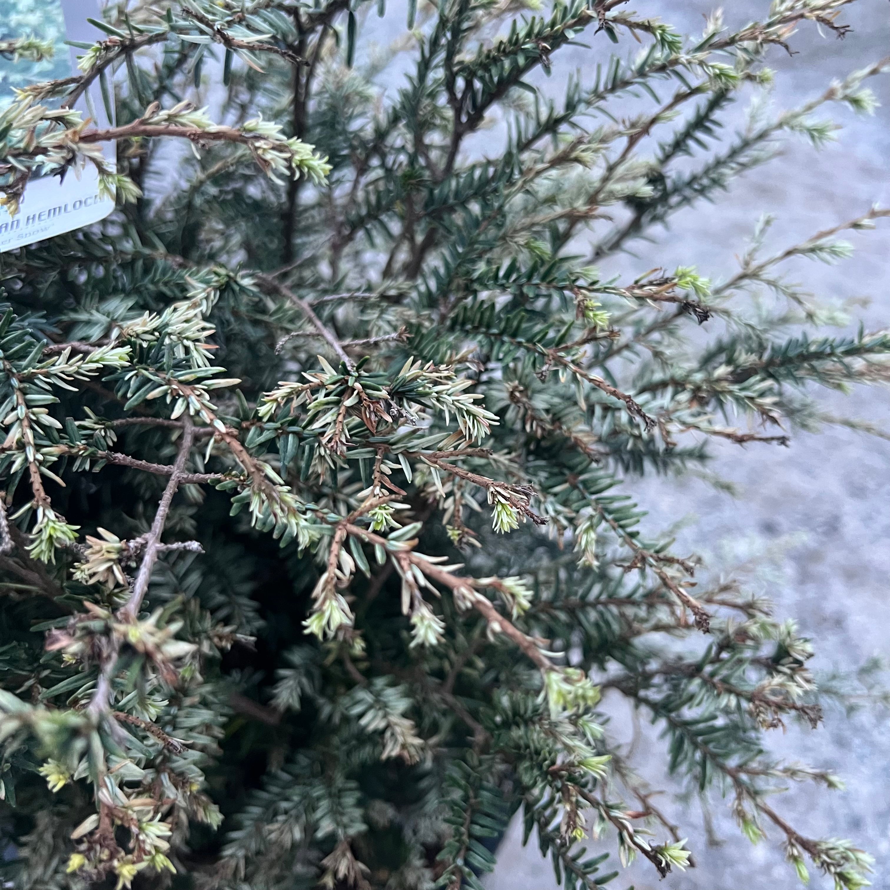 Summer Snow Hemlock 3 Gal