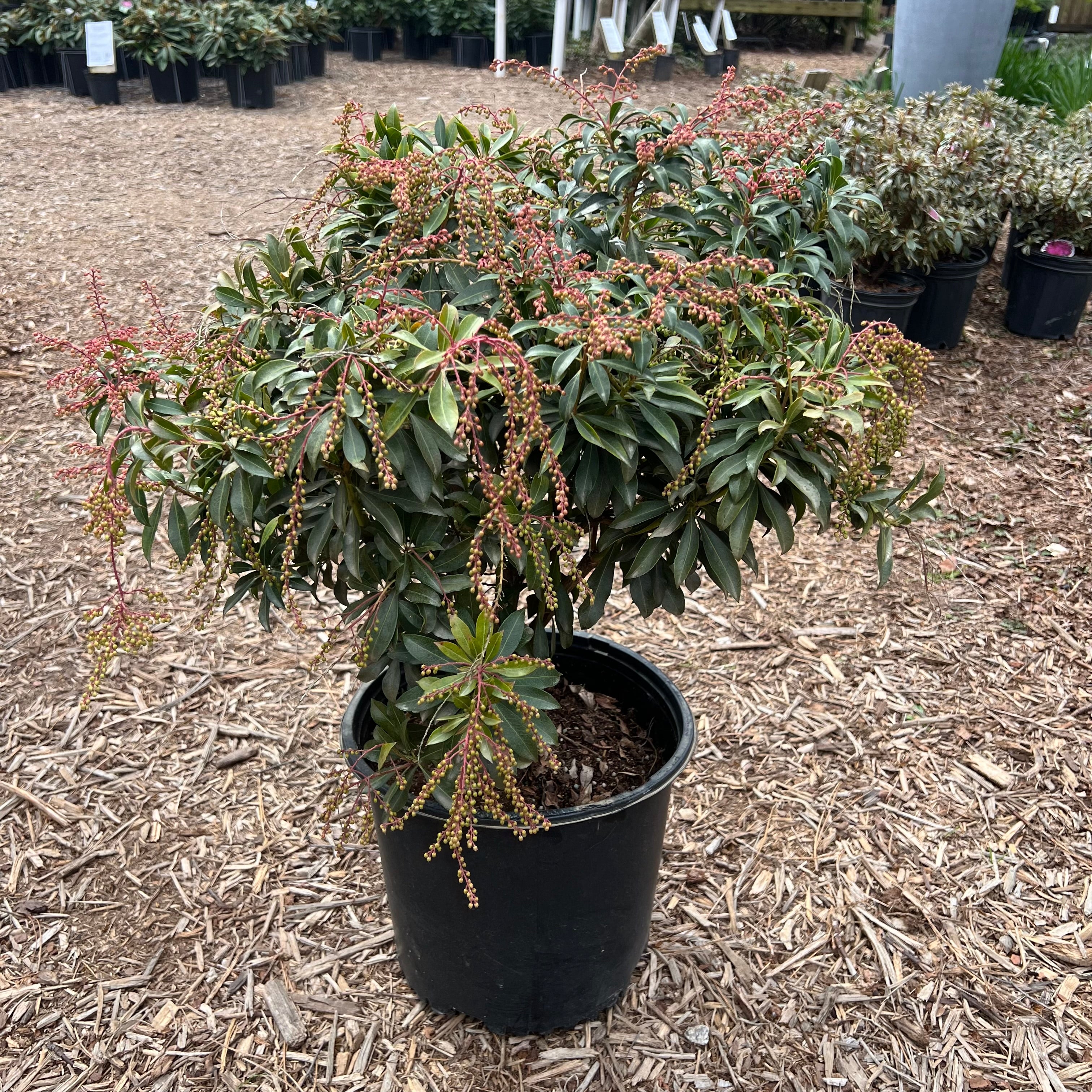 Compacta Pieris 3 Gal