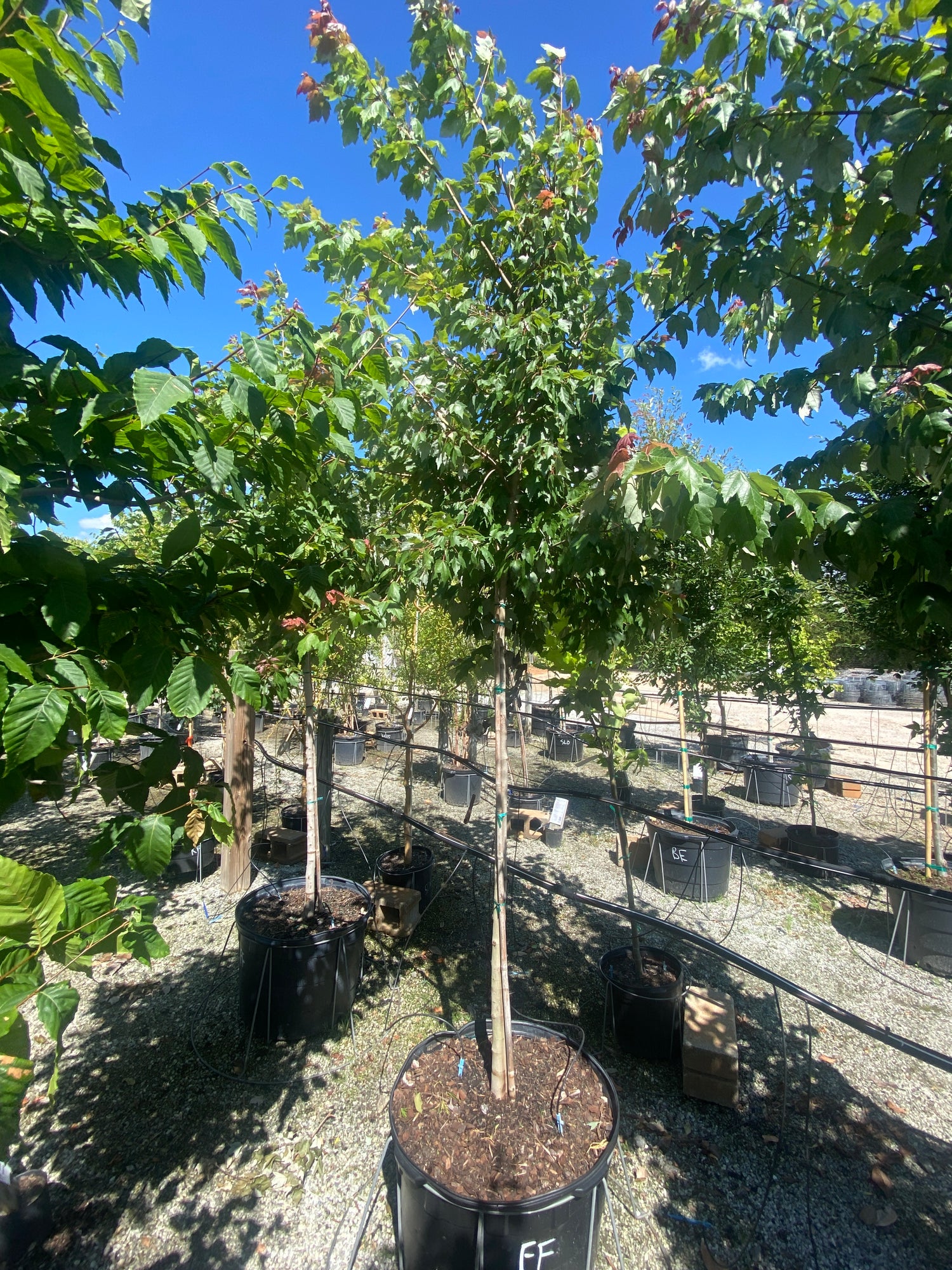 Florida Flame Maple