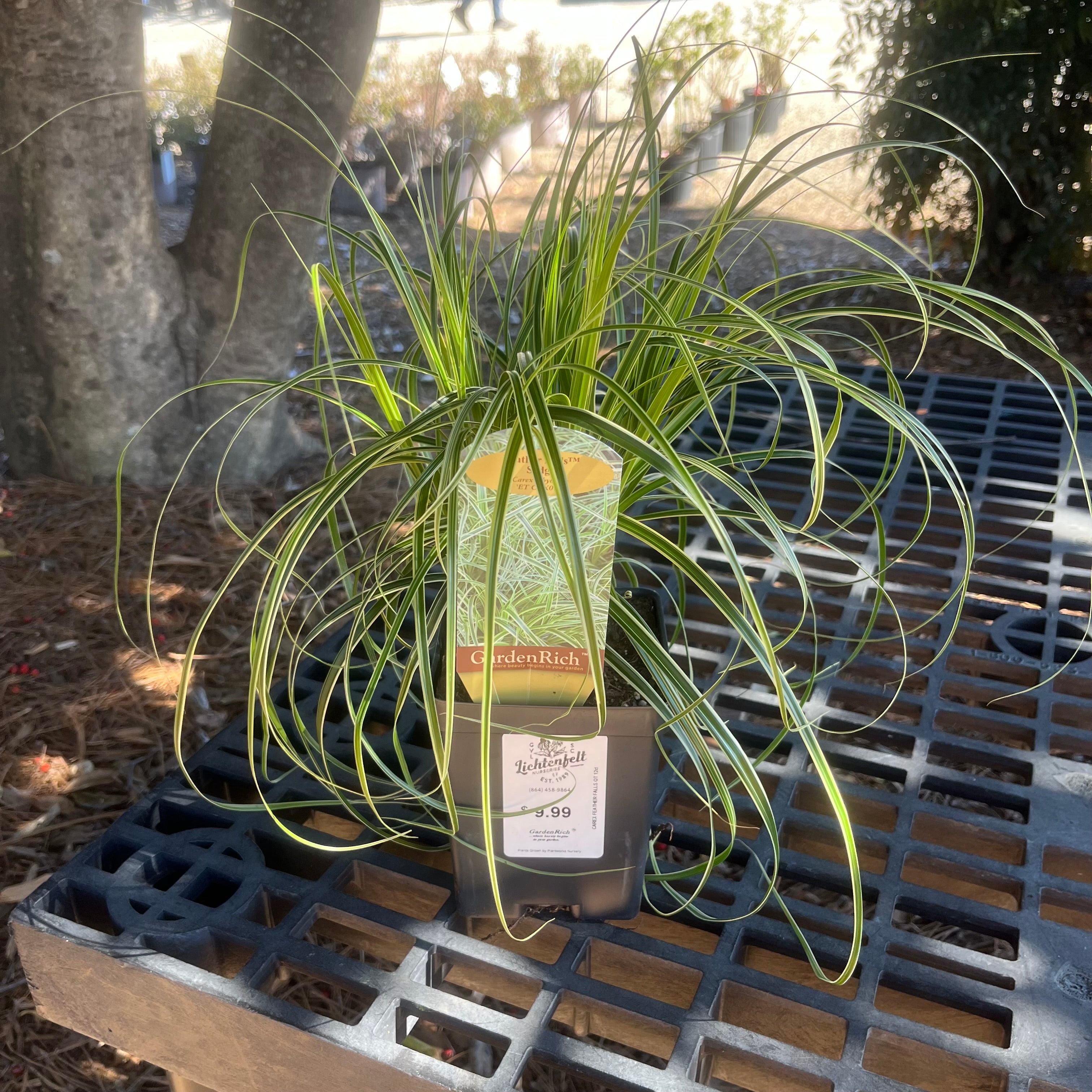 Feather Falls Carex